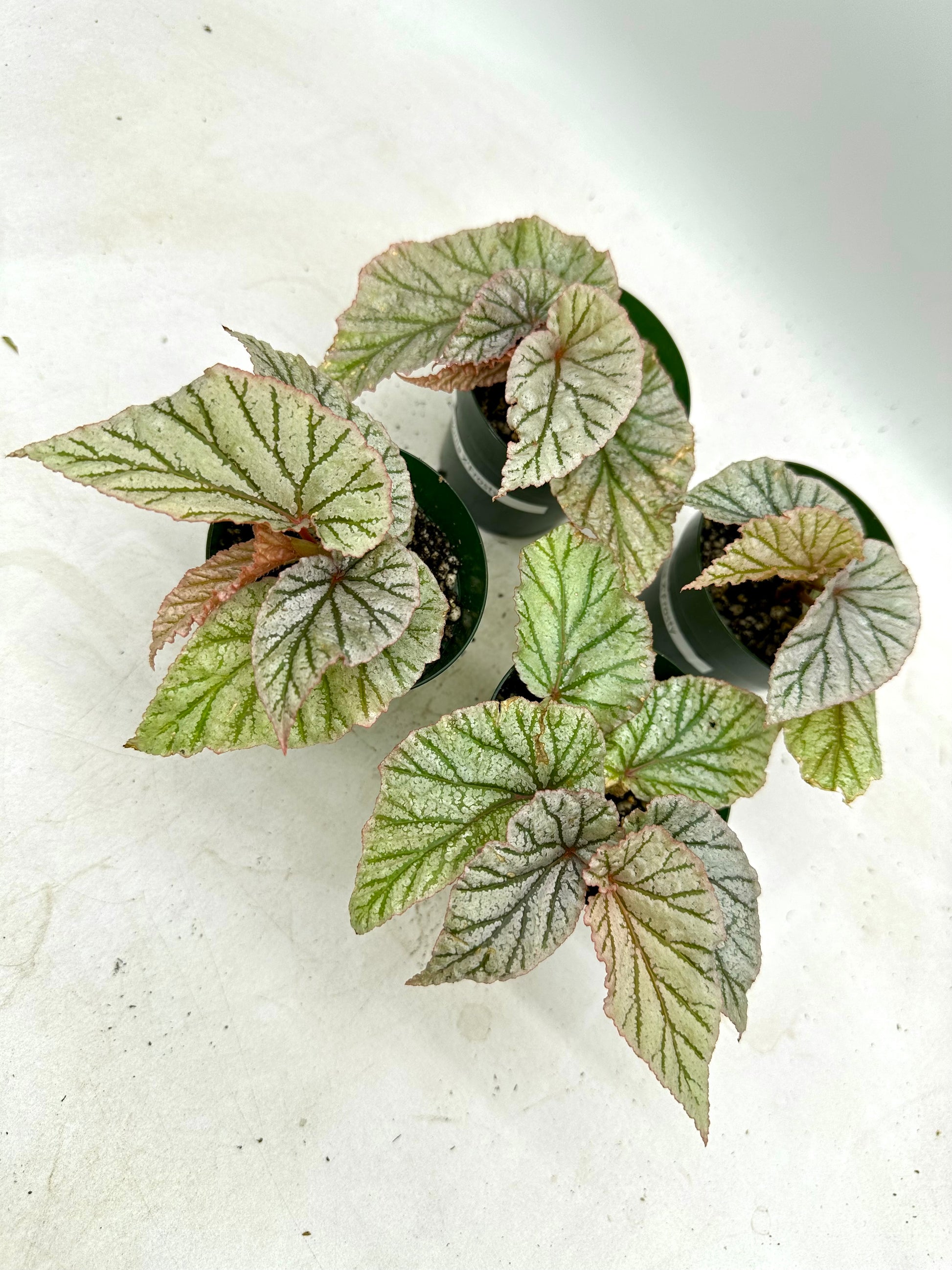 Begonia X’Frosty – Signature Tropicals