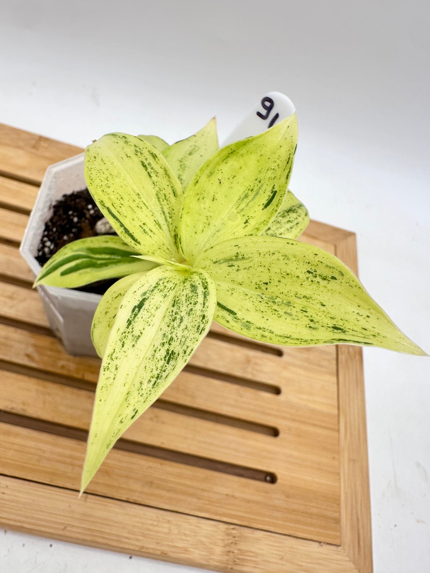 Spiral Ginger Bright Lime Variegated - Multiple Growths