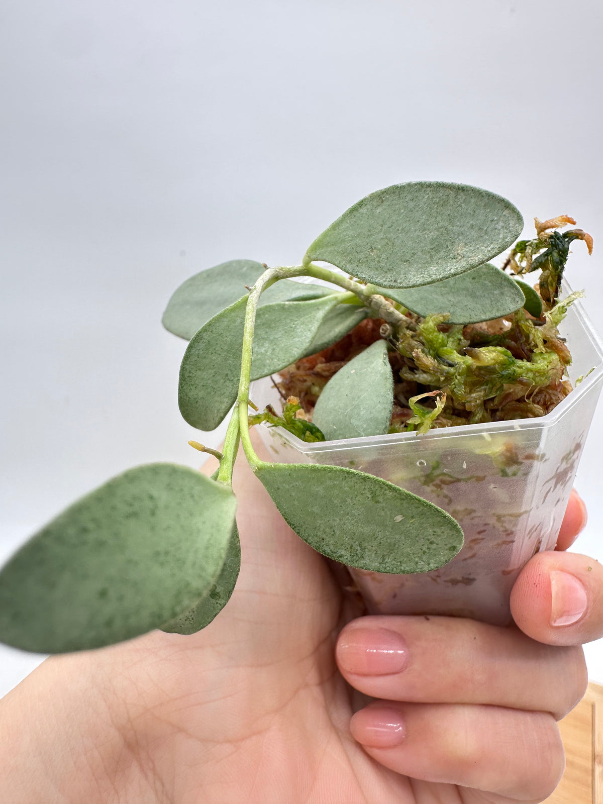 Hoya Nummularioides Silver