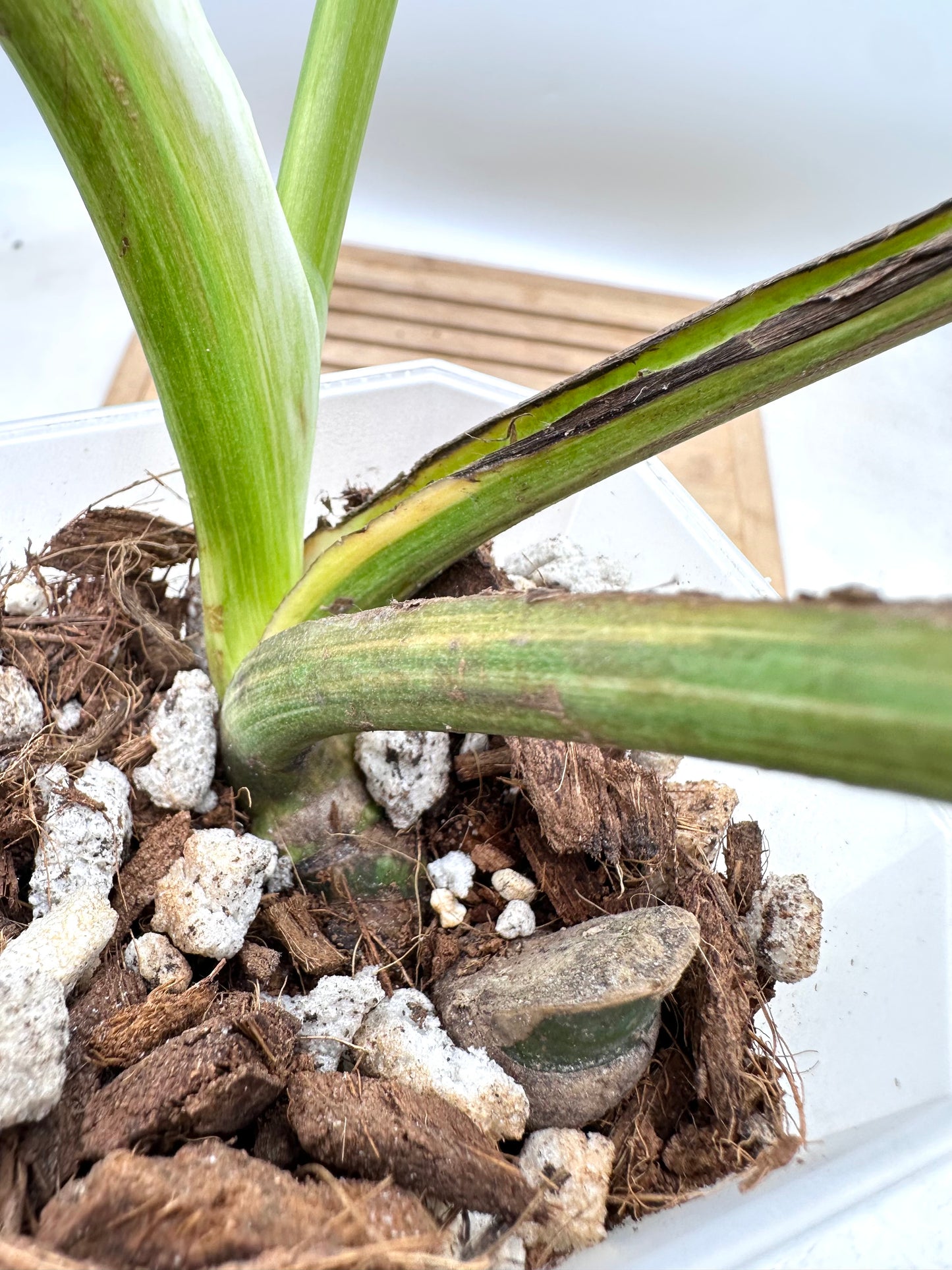 Monstera Legacy - Thanksgiving Sale 💚