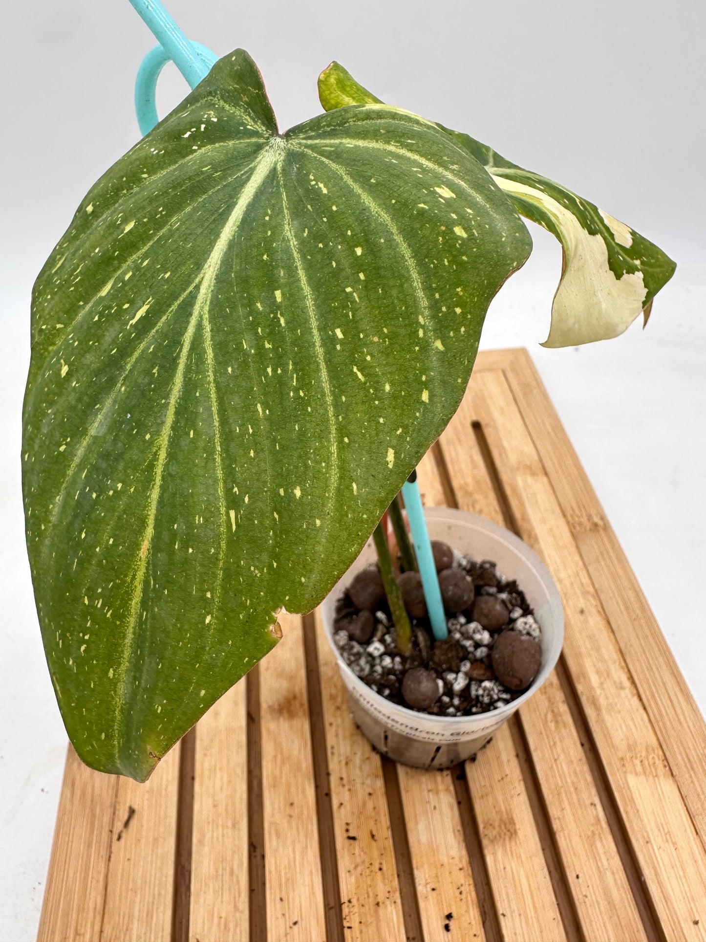 🦄 Philodendron Gloriosum Variegated (Full Plant grown from Top Cutting)