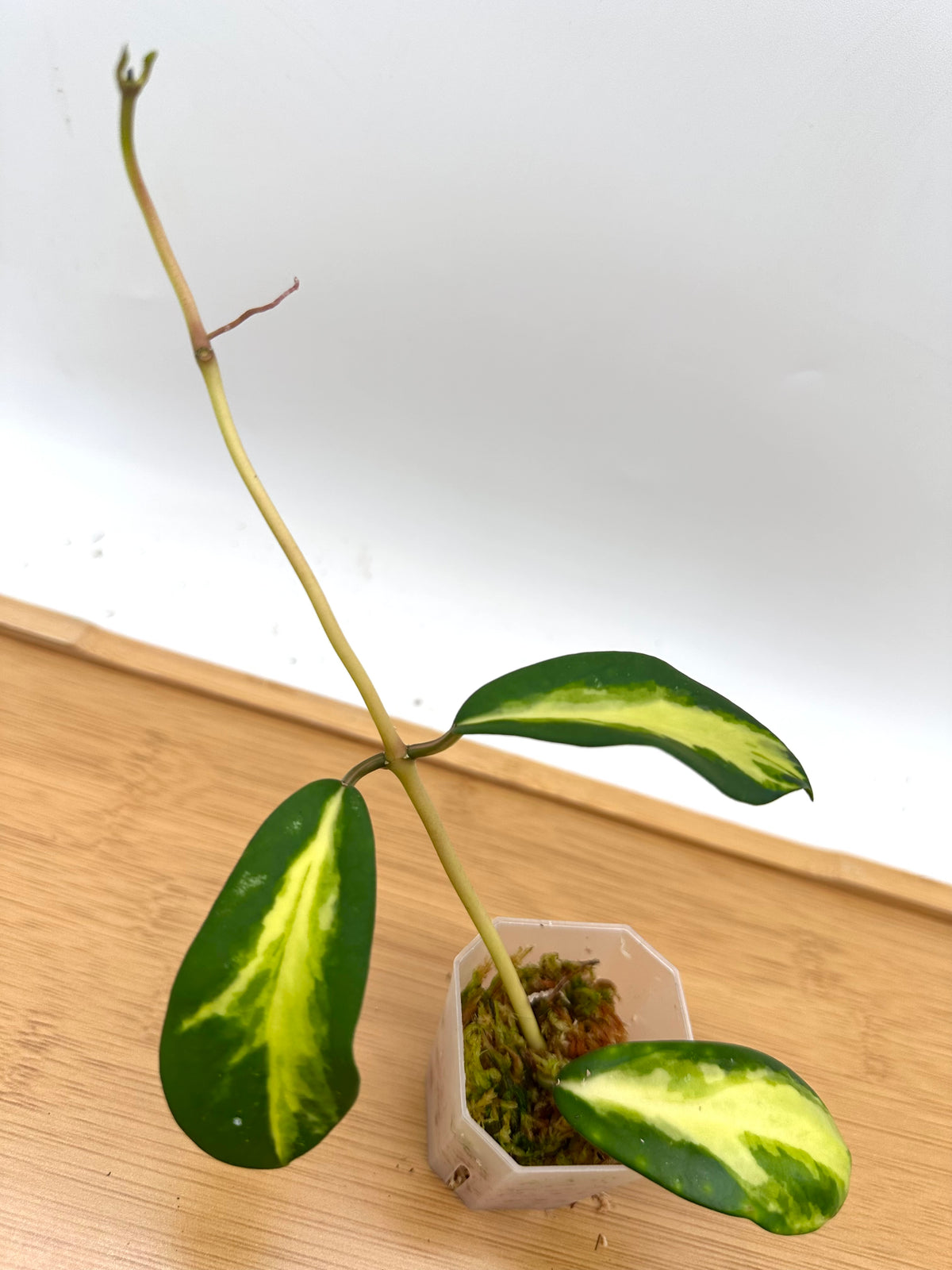 Hoya Diversifolia ‘Maharini’