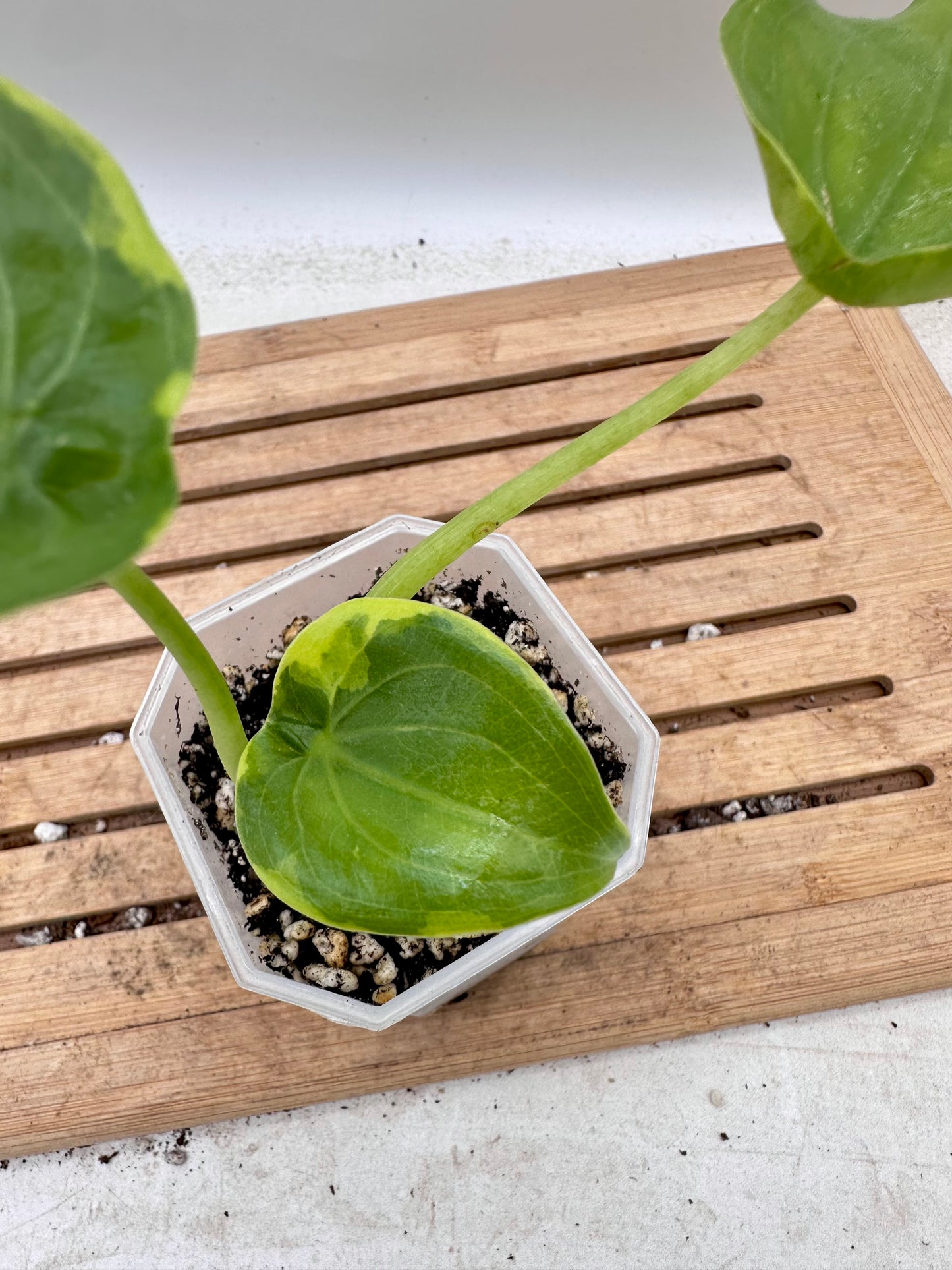 Alocasia Cucullata Variegated
