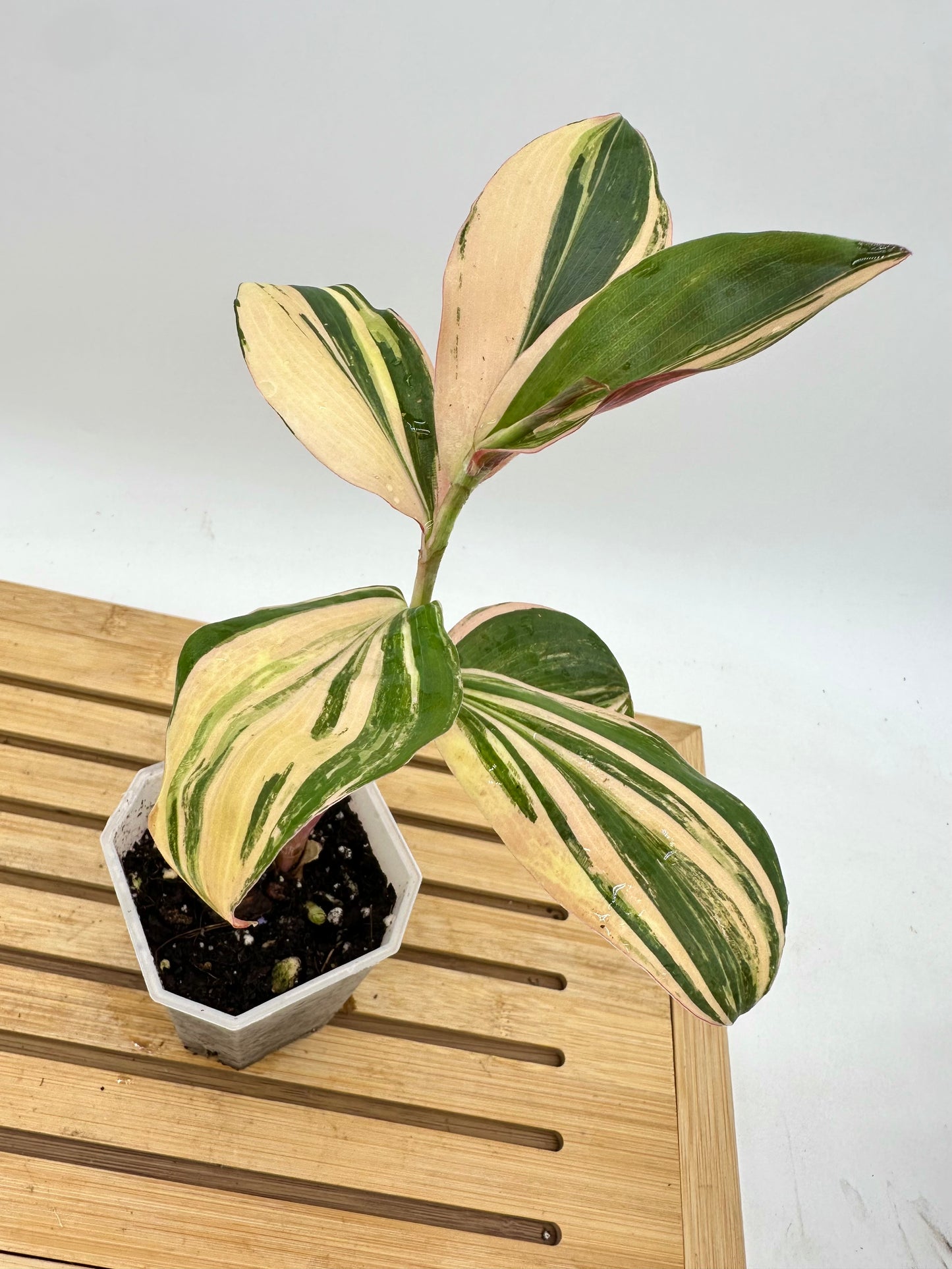 Spiral Ginger Pink Variegated - Multiple Growths