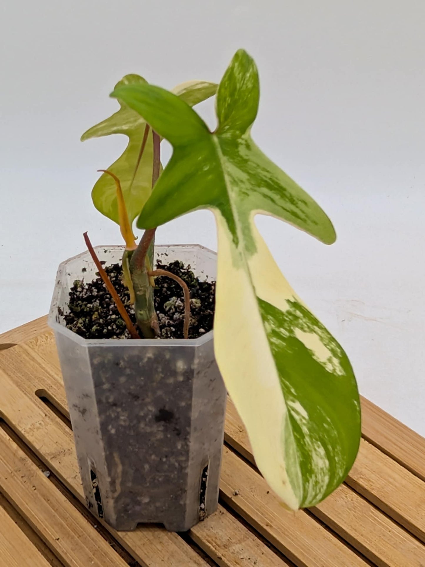 Philodendron Florida Beauty Variegated
