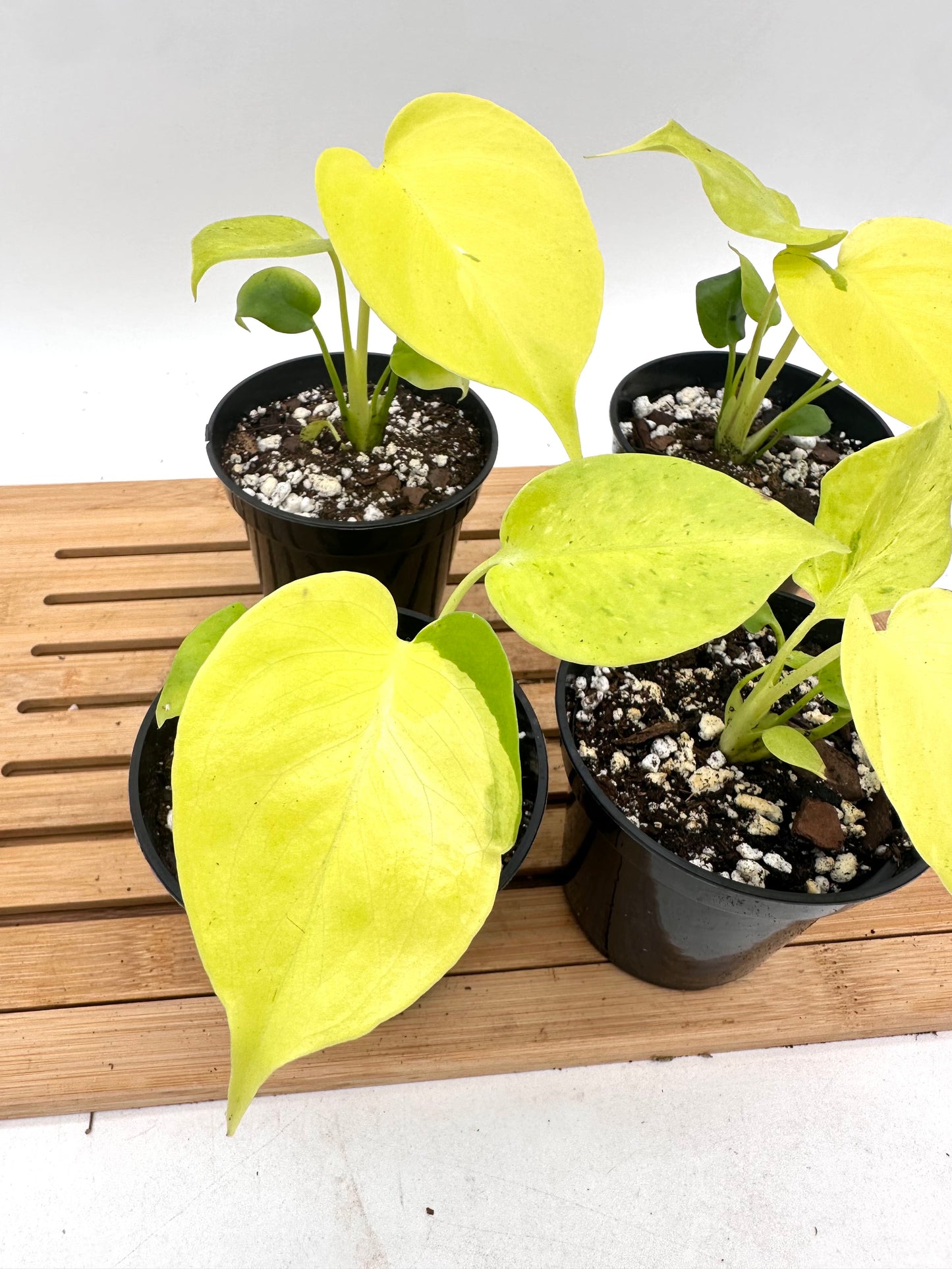 Monstera Lemon Lime in 3.5” Pot