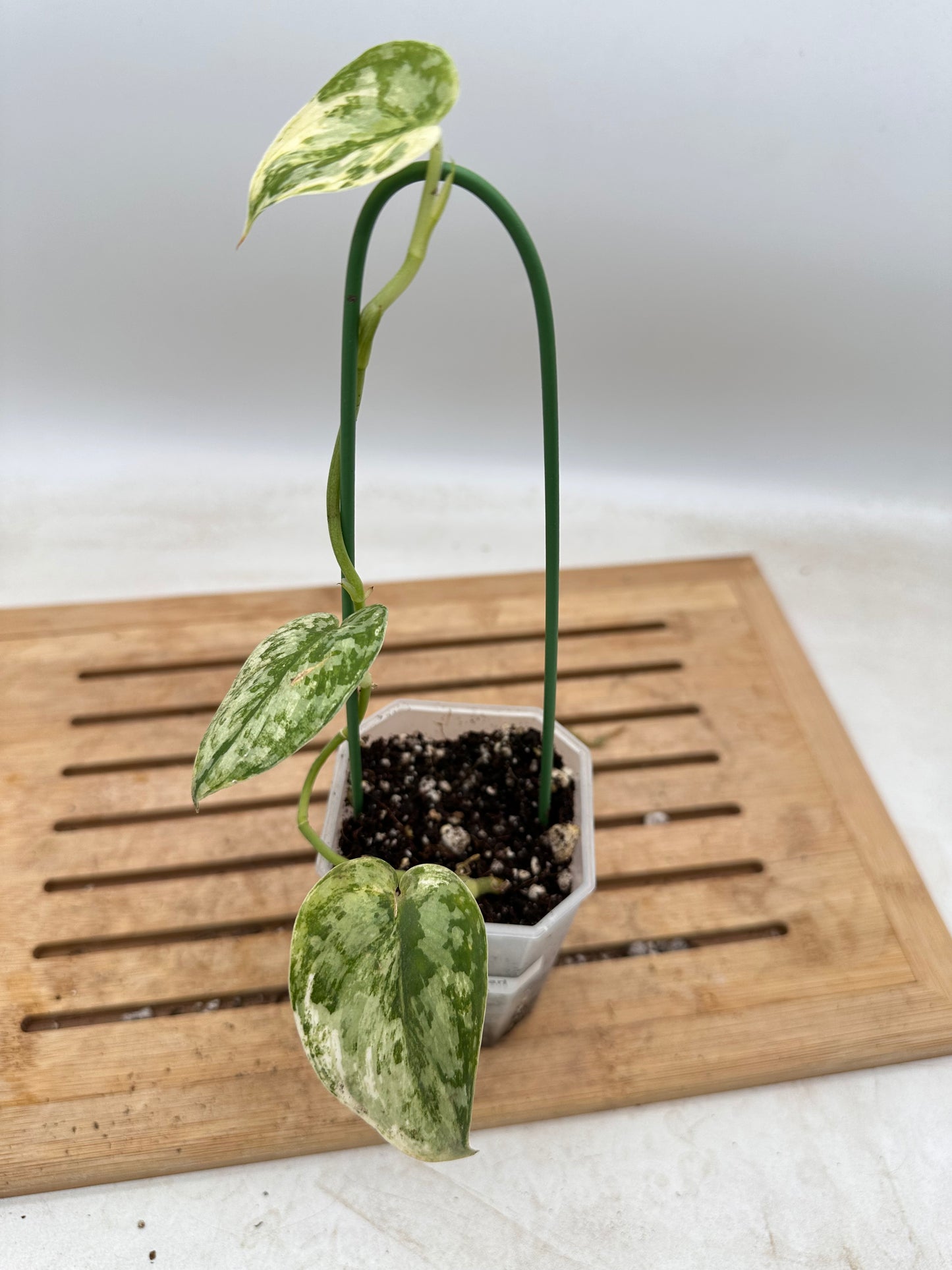 Scindapsus Mayari