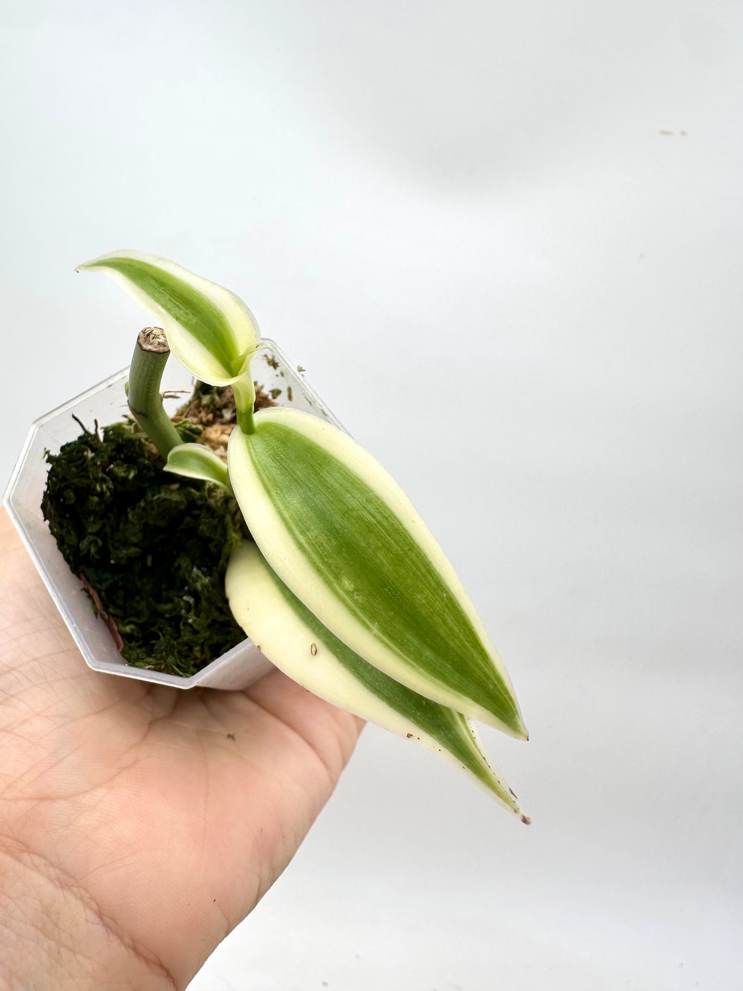 Vanilla Orchid Variegated