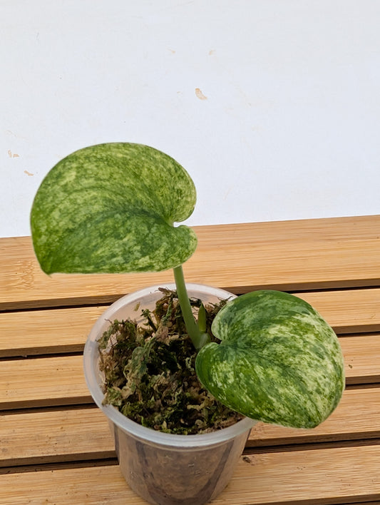 Scindapsus Halimoon