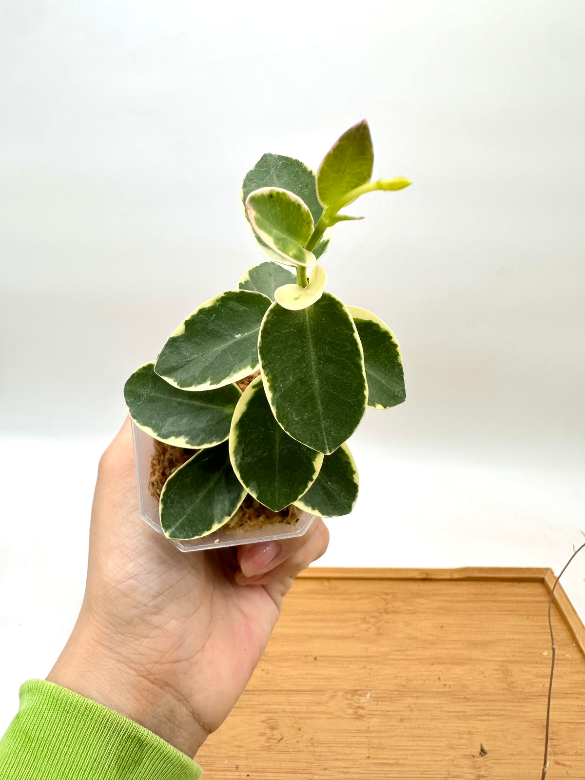 Hoya Cummingiana Albo