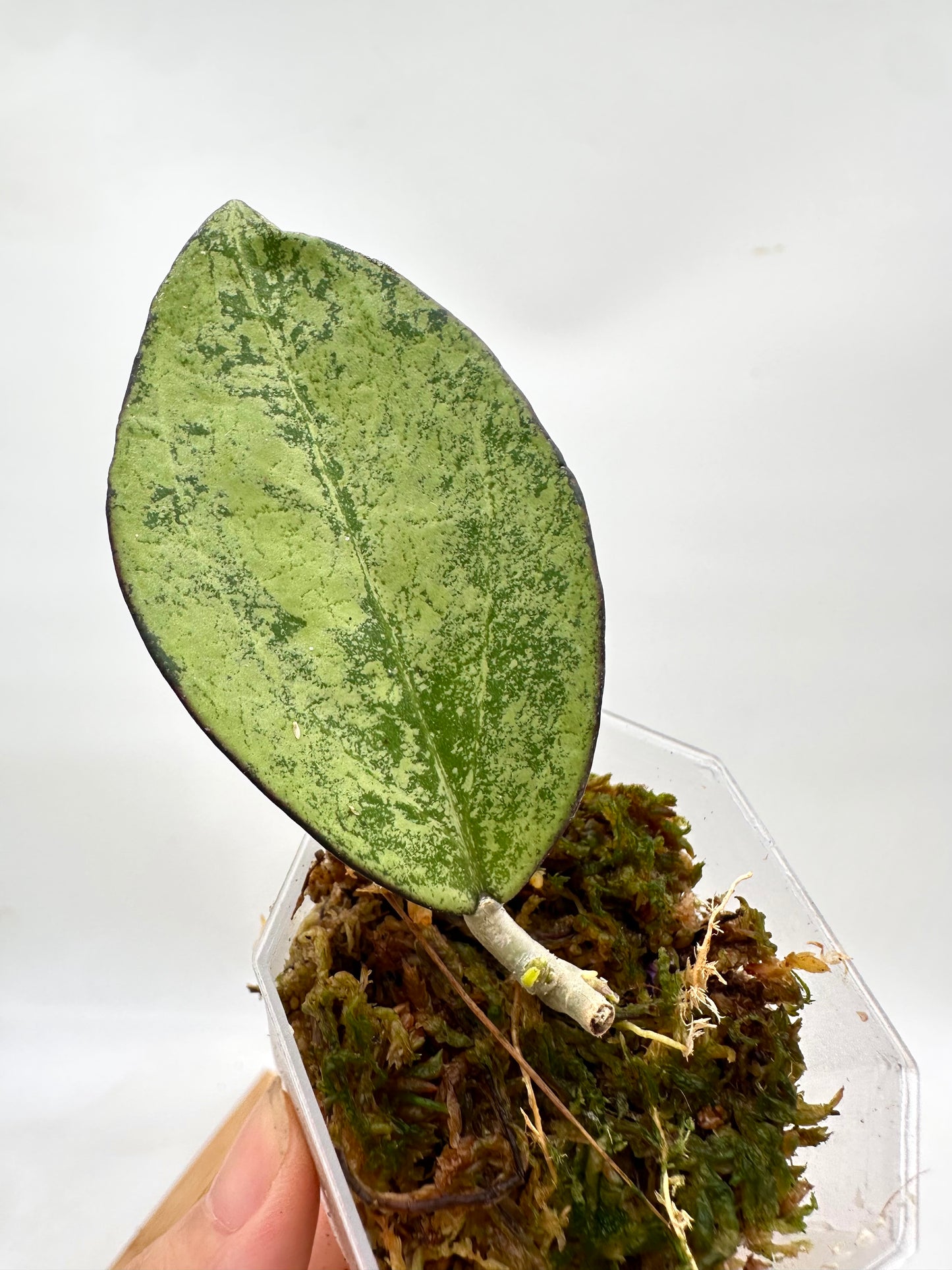 Hoya Icensis 023 Silver