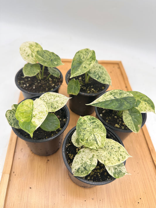 *October Sale - Alocasia Dragon Scale Mint Variegated 🐉