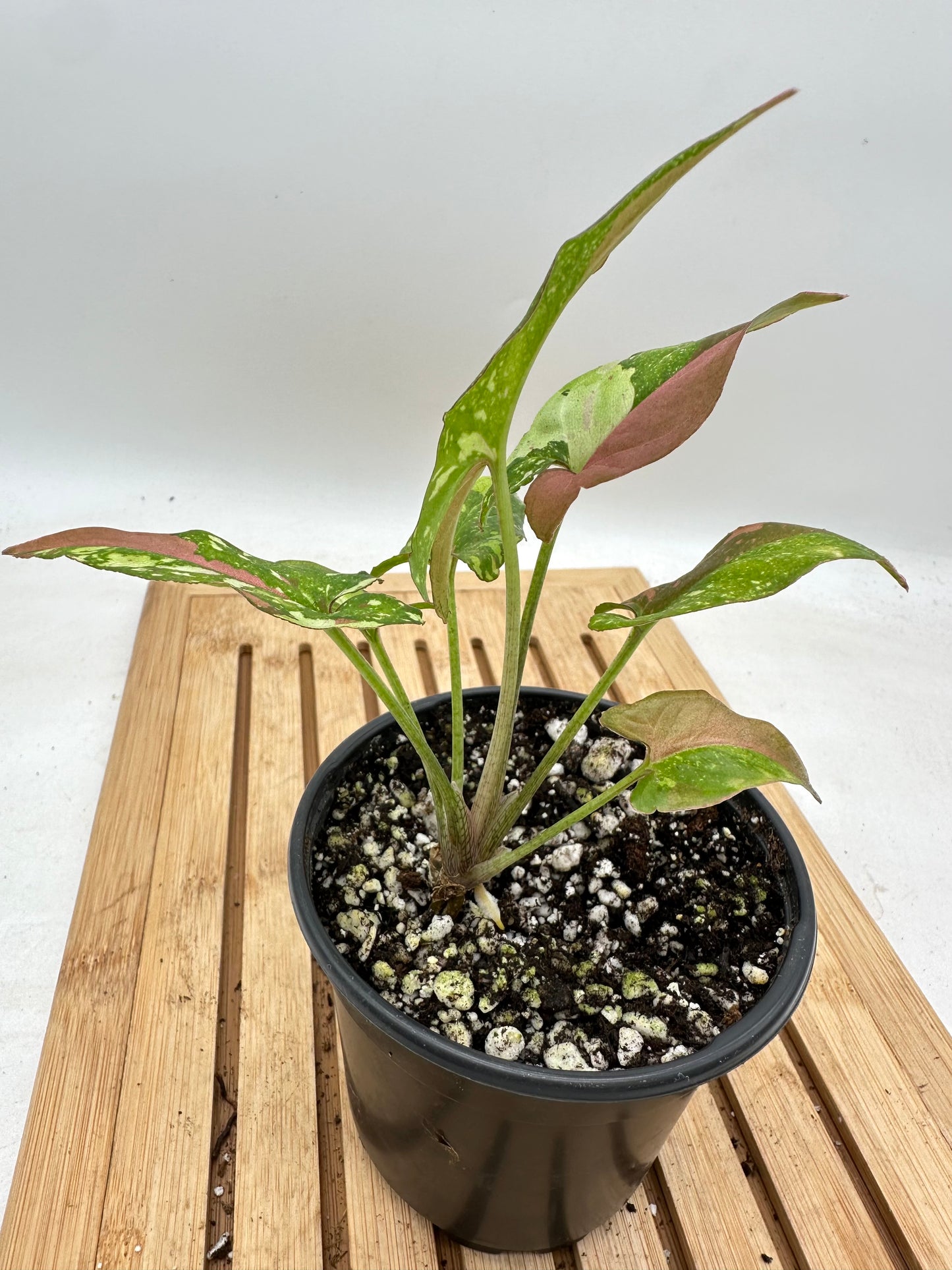 Syngonium Redspot Tri-Colour Variegated