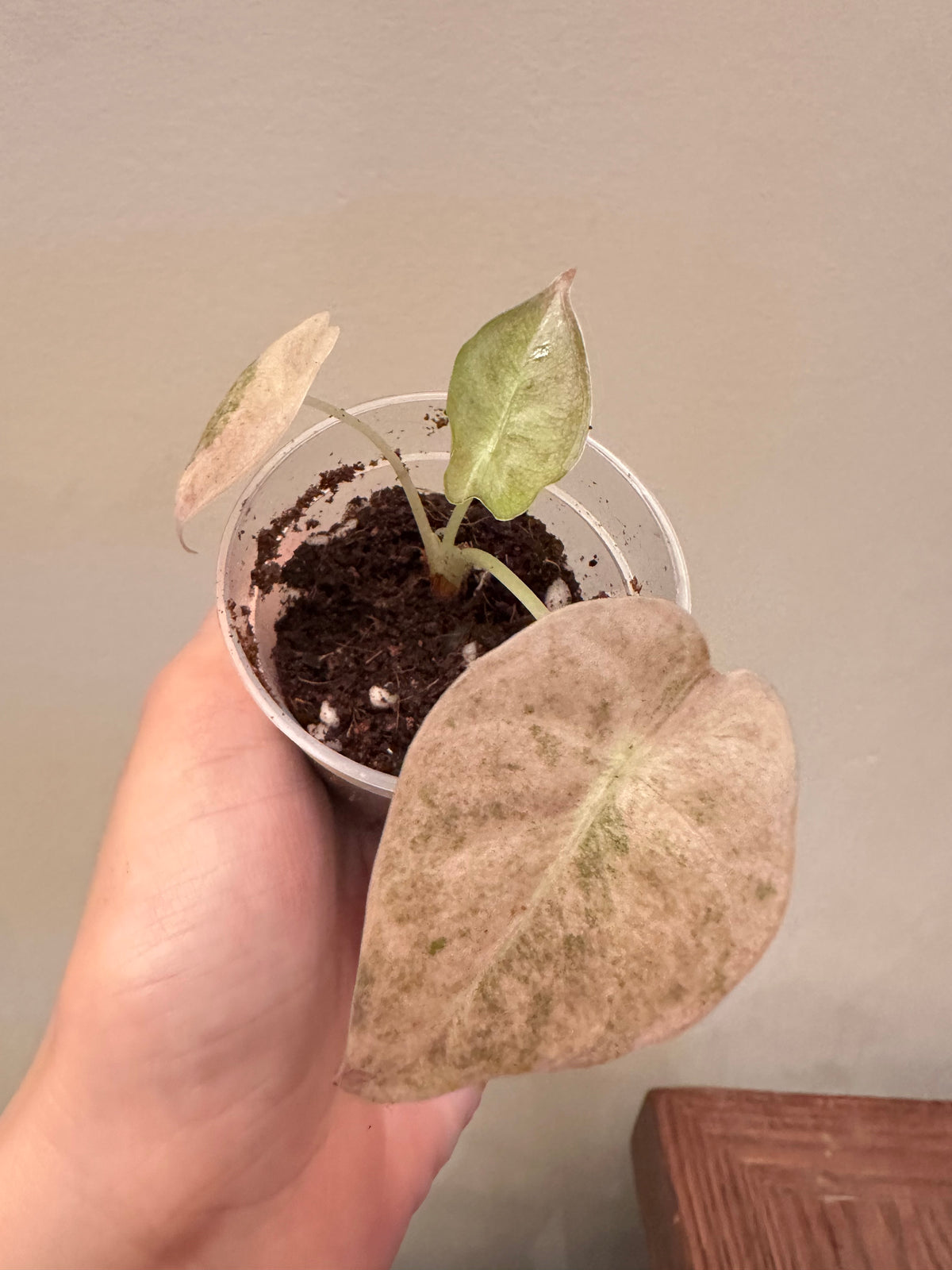 Alocasia Golden Bone Pink Mint Variegated - Small