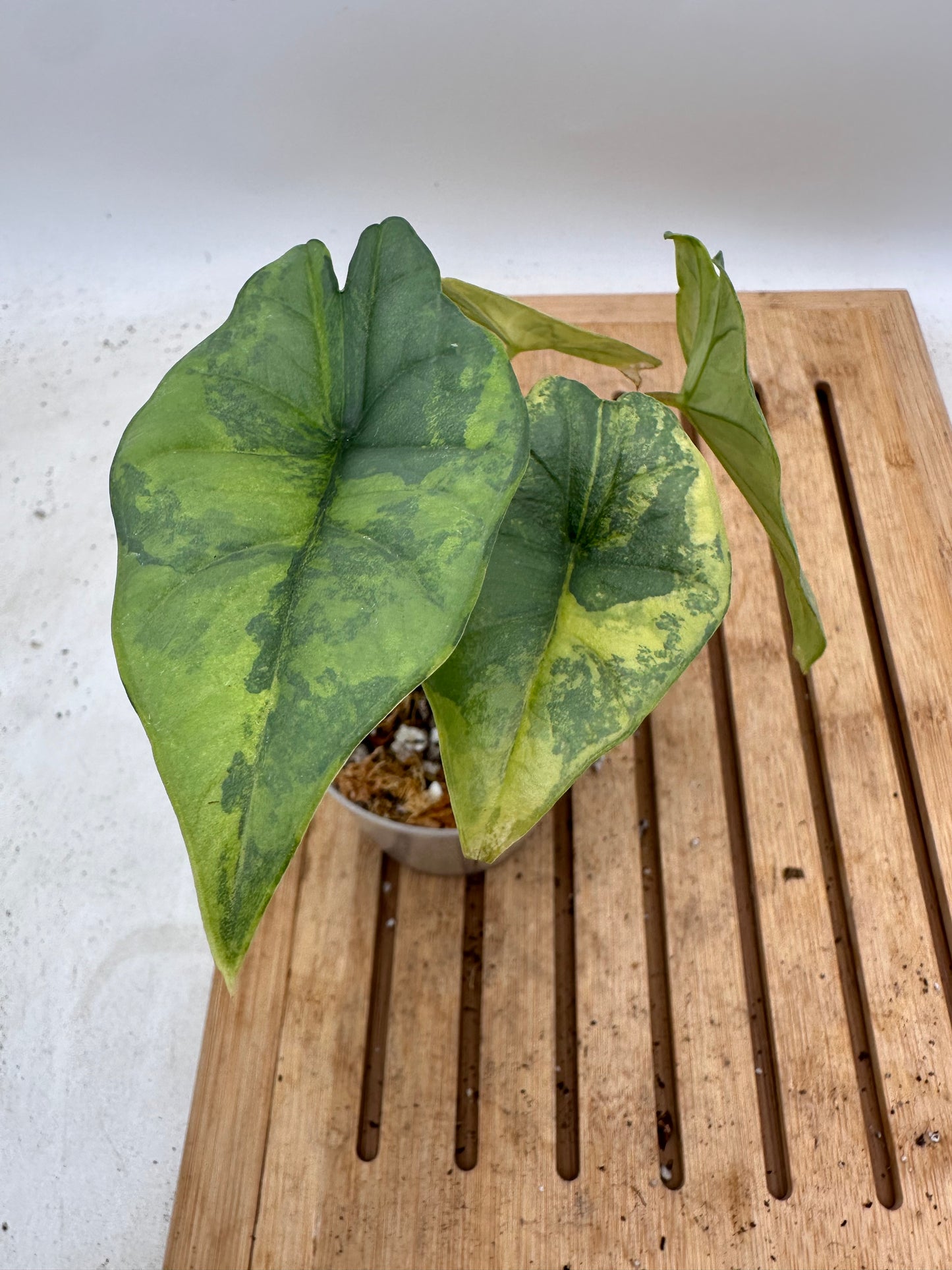 Alocasia Platinum Aurea Variegated 🦄