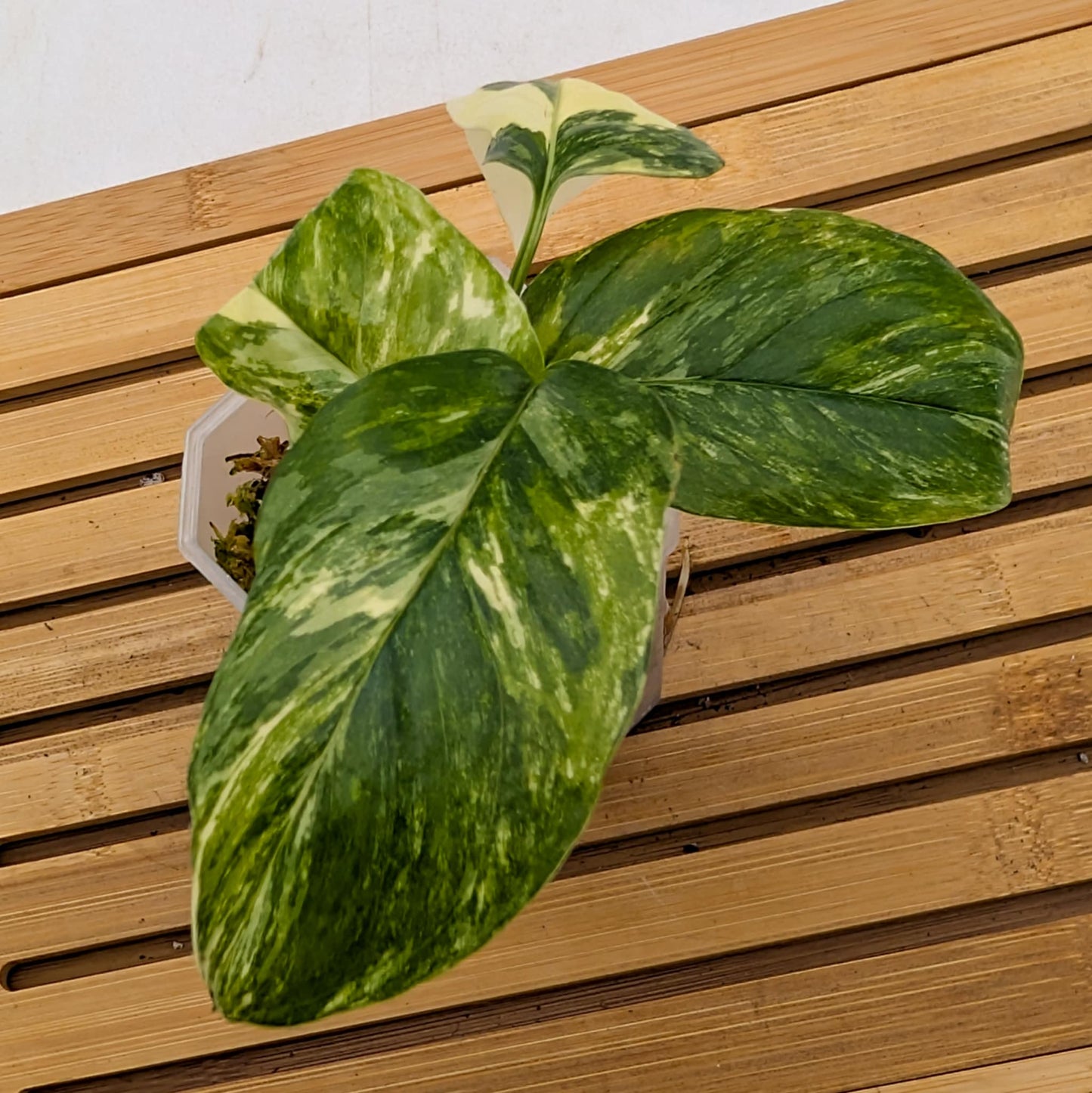 Monstera Lechleriana Albo Variegated