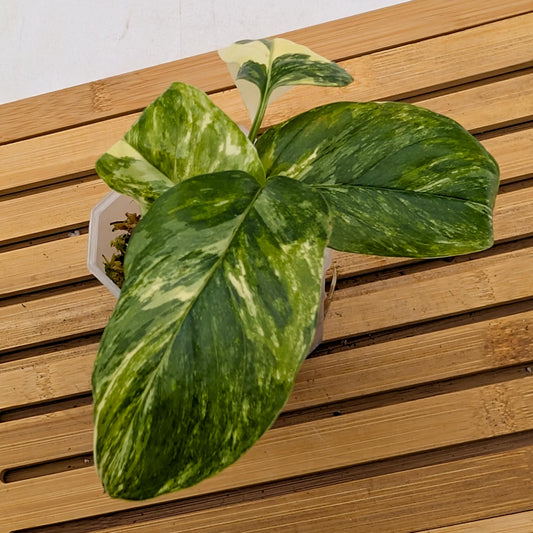 Monstera Lechleriana Albo Variegated