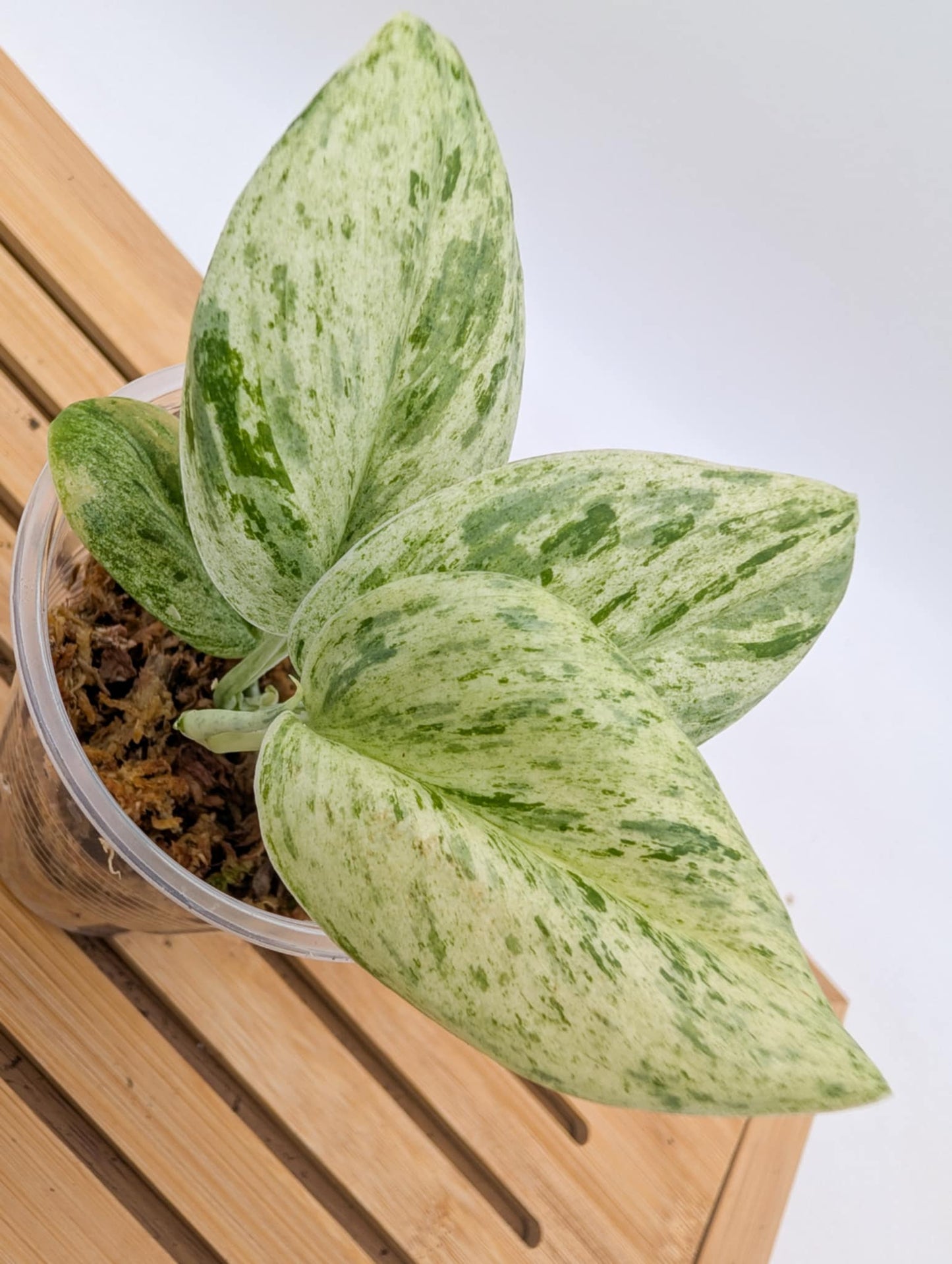 Scindapsus Superstar