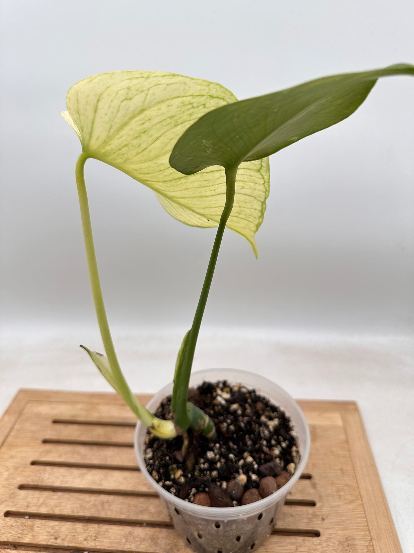 Monstera White Monster - August Sals