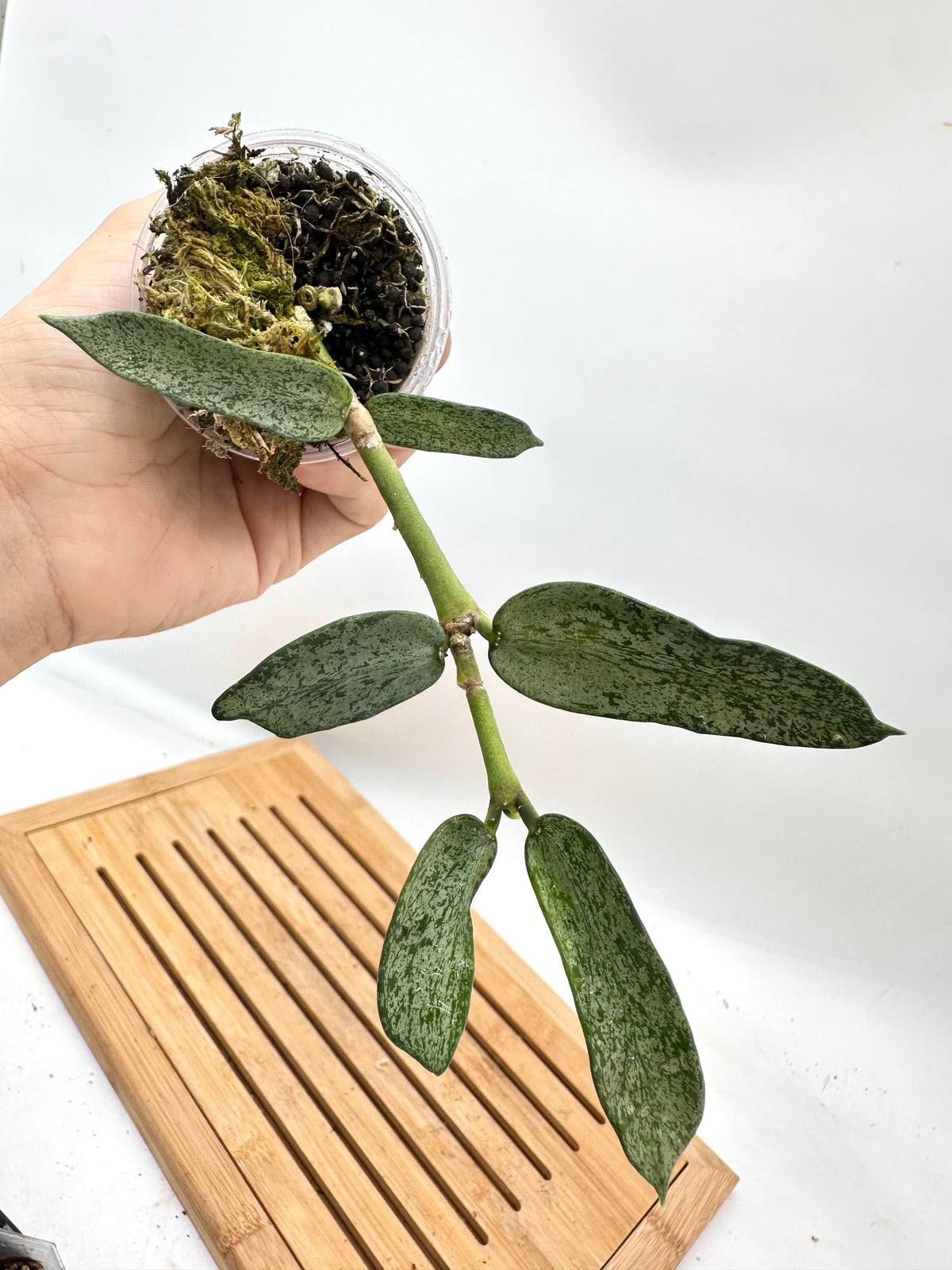 Hoya Pandurata Silver Dark Form