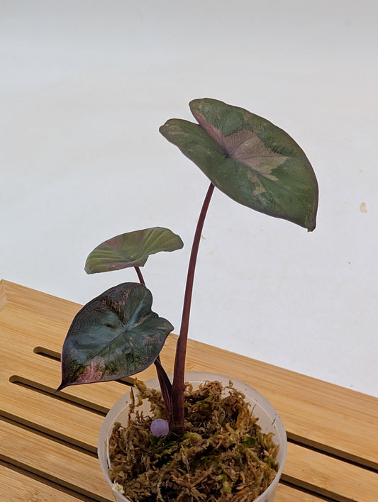 Alocasia Serendipity Pink Variegated
