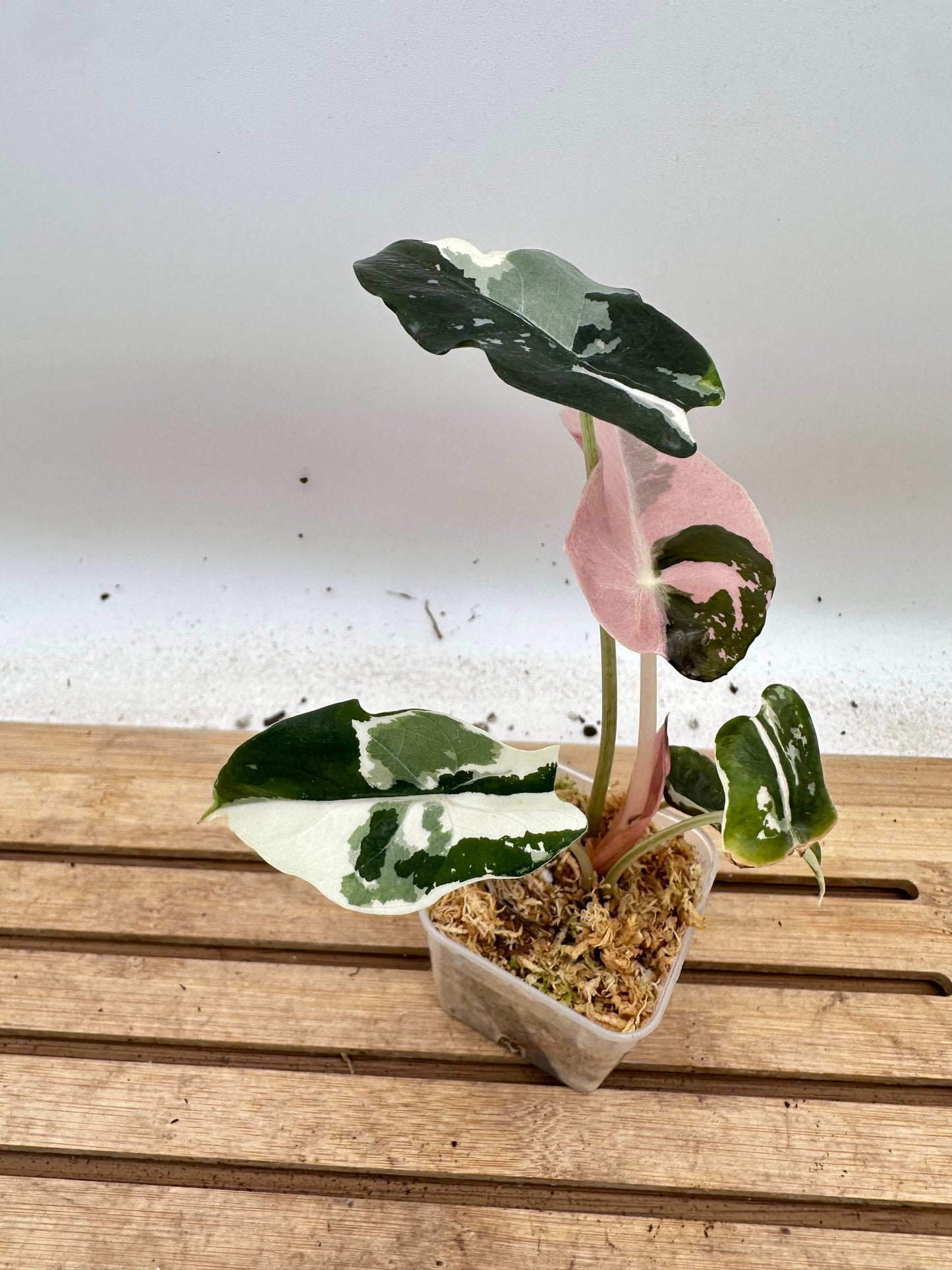 Alocasia Chantrieri Pink Variegated