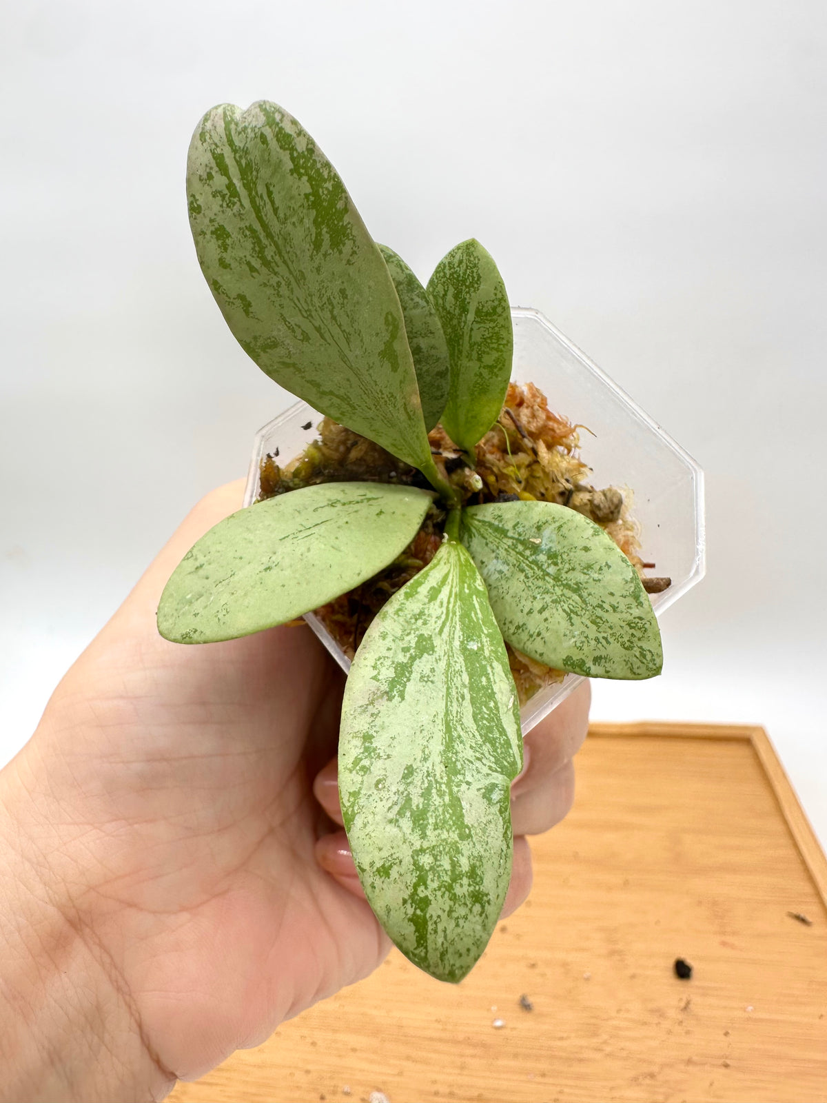 Hoya Brevialata Silver Splash