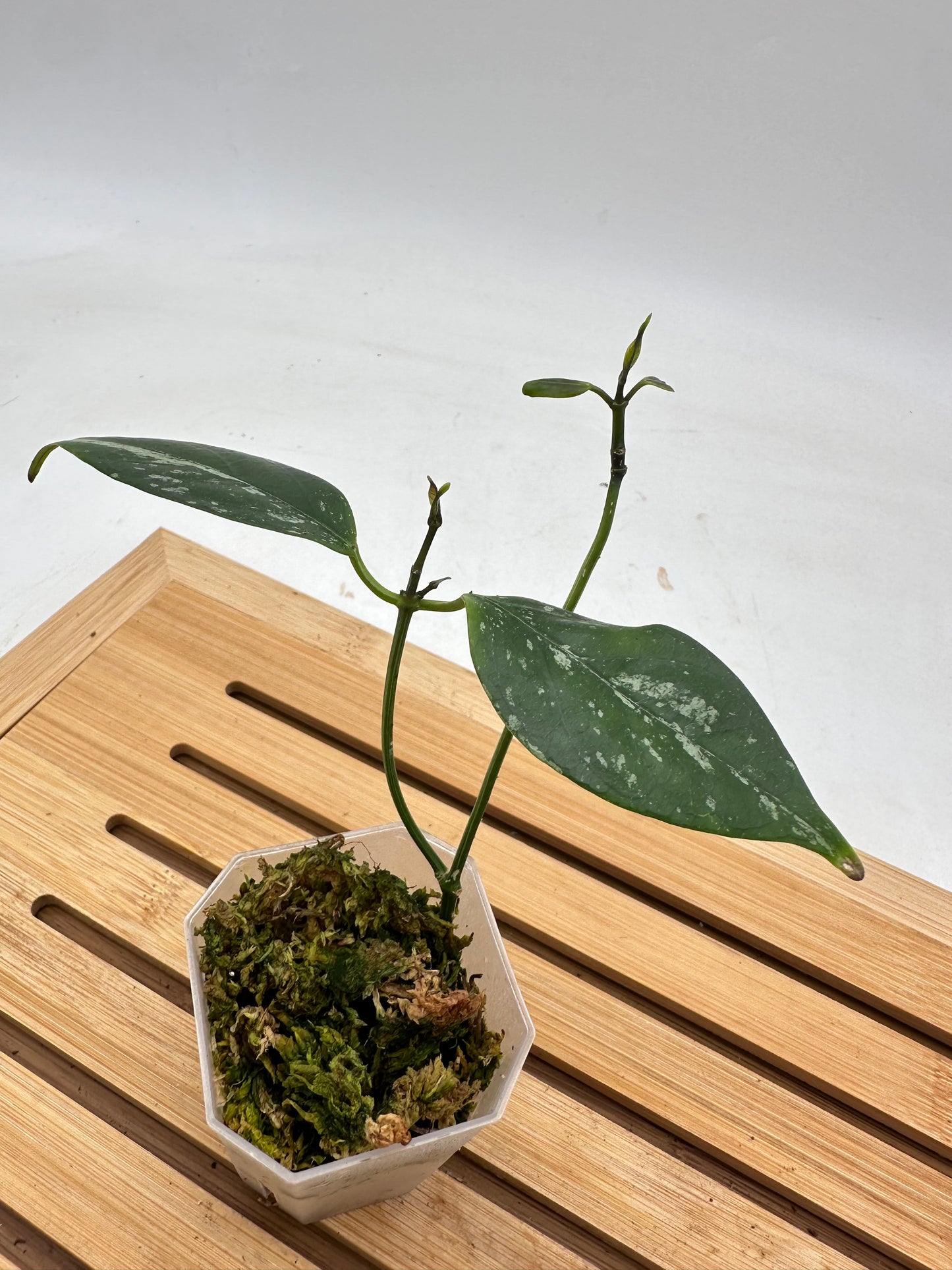 Hoya Coriacea Splash