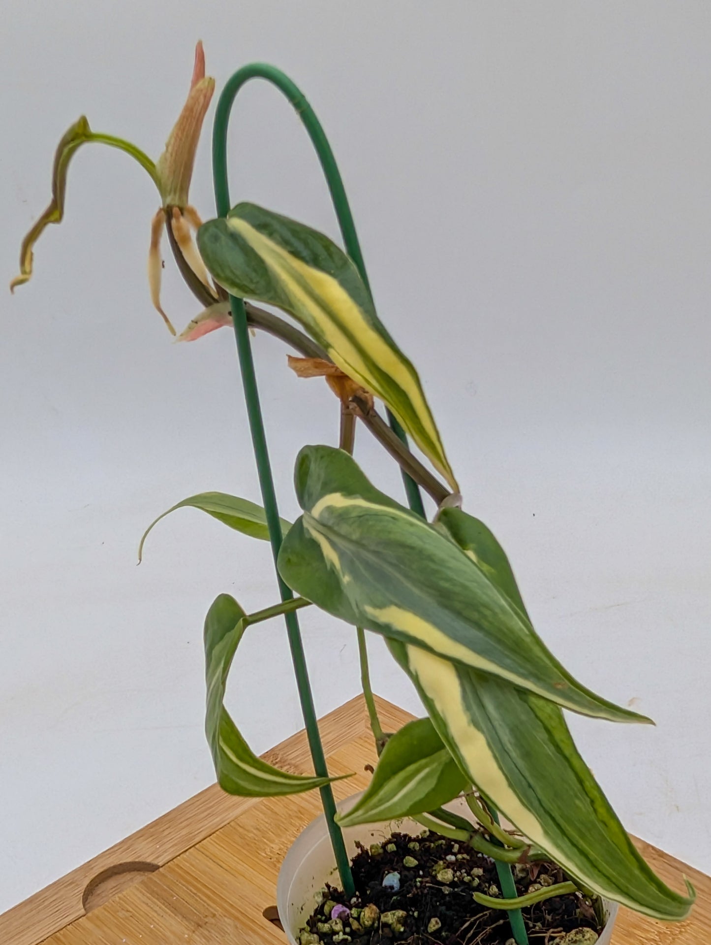 Philodendron Rio