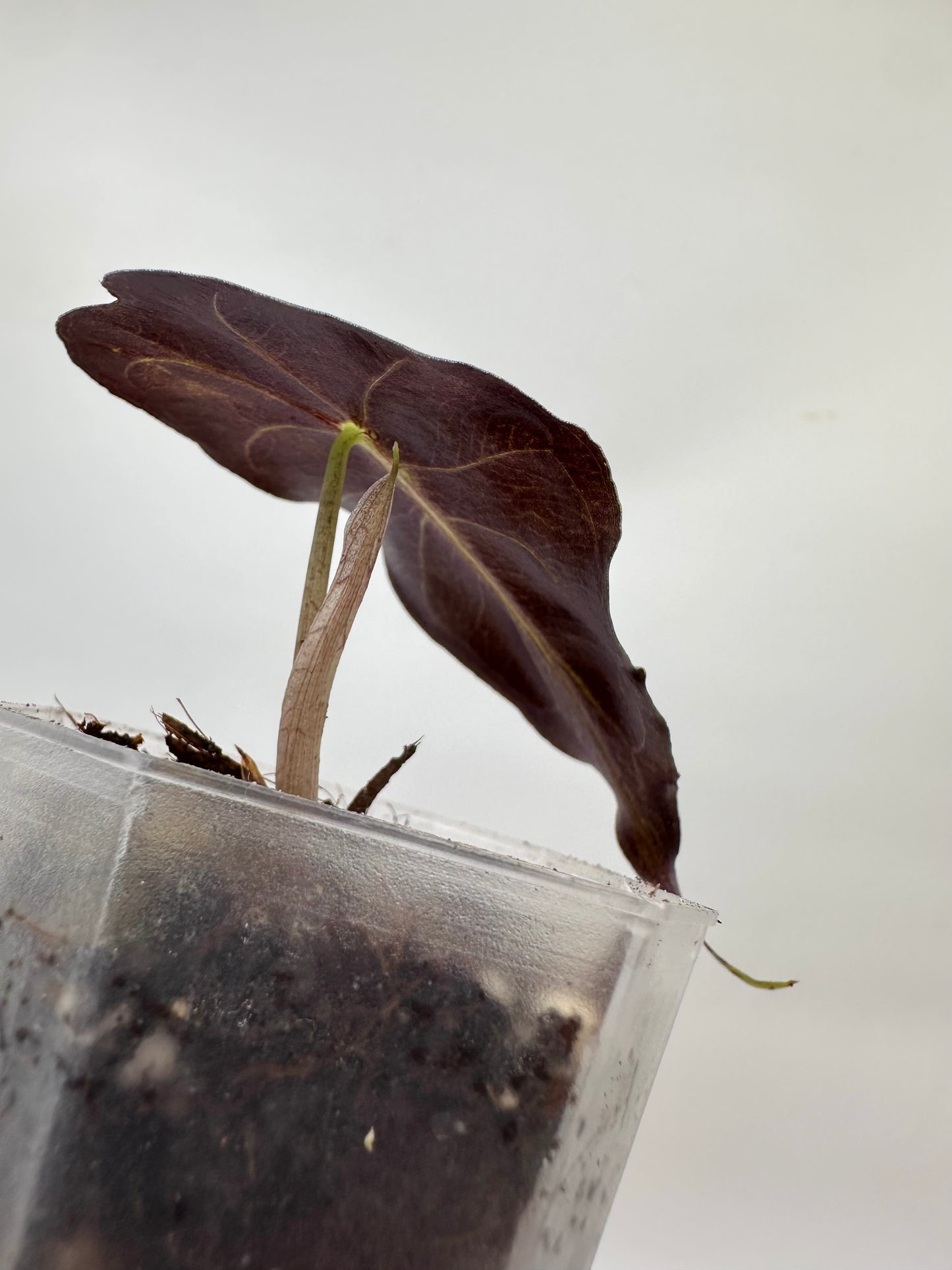 Alocasia Venom - From Corm