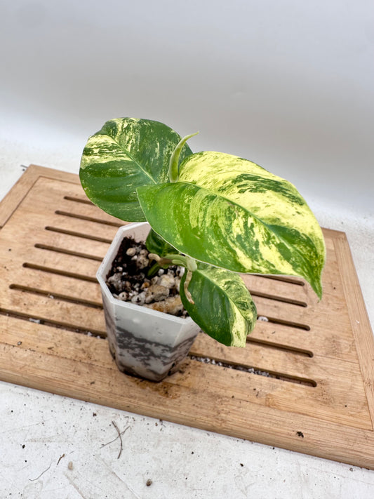 Rhaphidophora Puberula Variegated - Thanksgiving Sale 💚