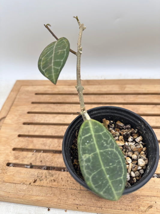 Hoya Elliptica - Multiple Growths - Thanksgiving Sale 💚