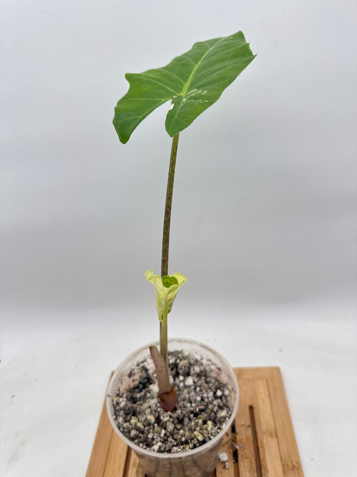 Thanksgiving Sales - Alocasia Portora Albo Variegated