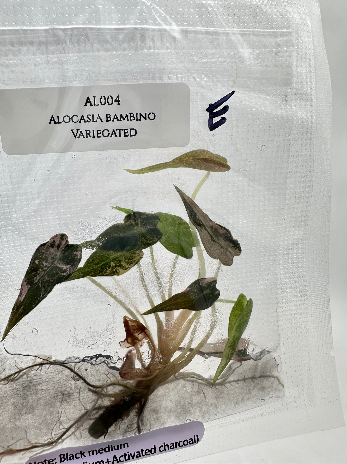 Tissue Culture - Alocasia Bambino Pink Variegated