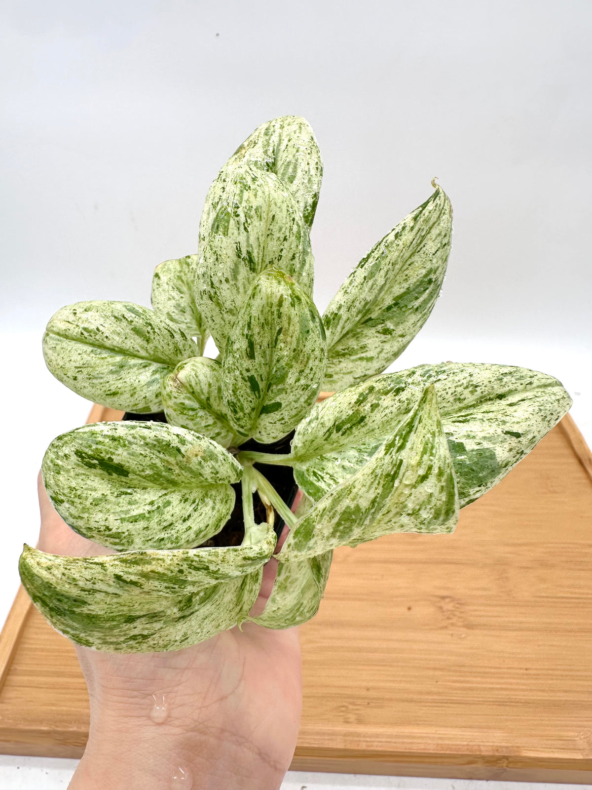 Scindapsus Super Star - Multiple Growths