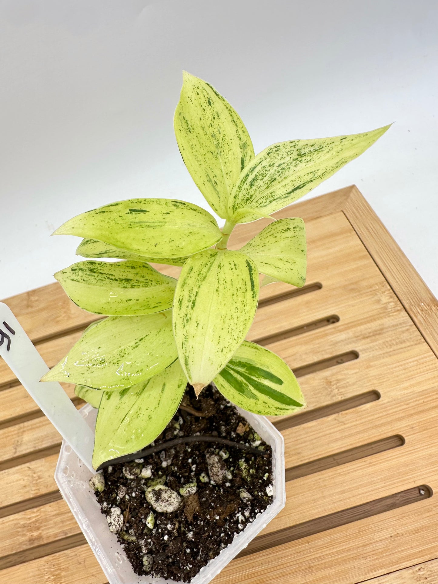 Spiral Ginger Bright Lime Variegated - Multiple Growths