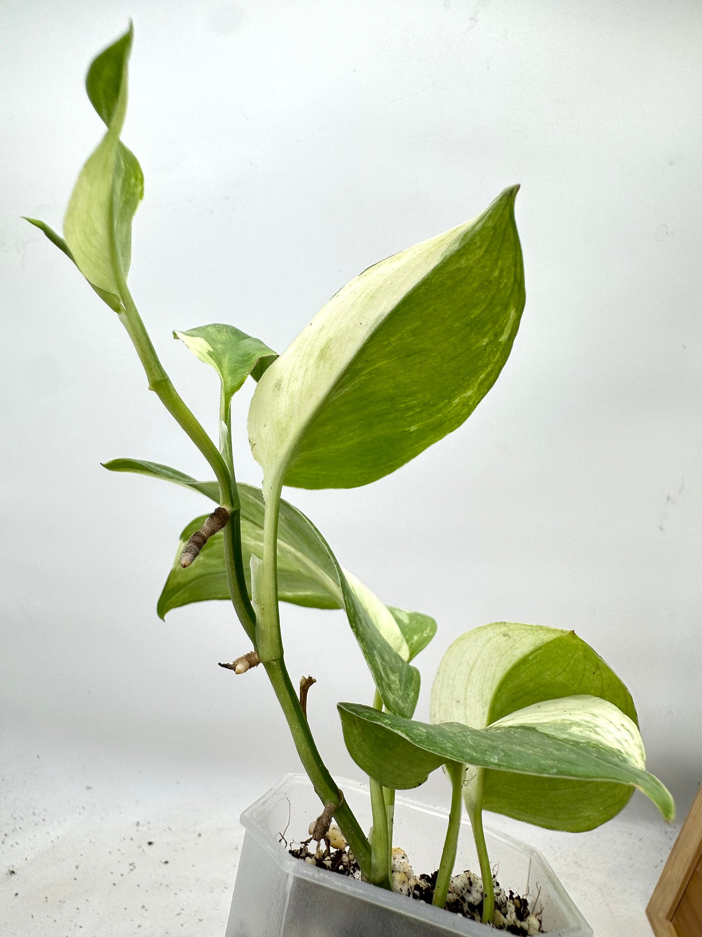 Scindapsus Treubii Albo Variegated