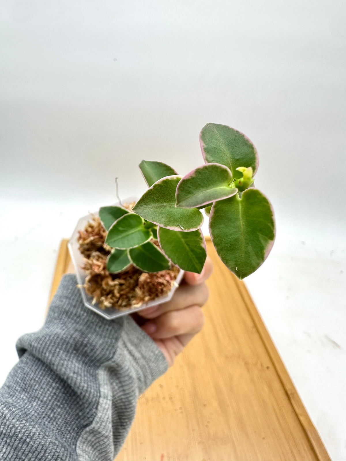 Hoya Cumingiana Albo Variegated