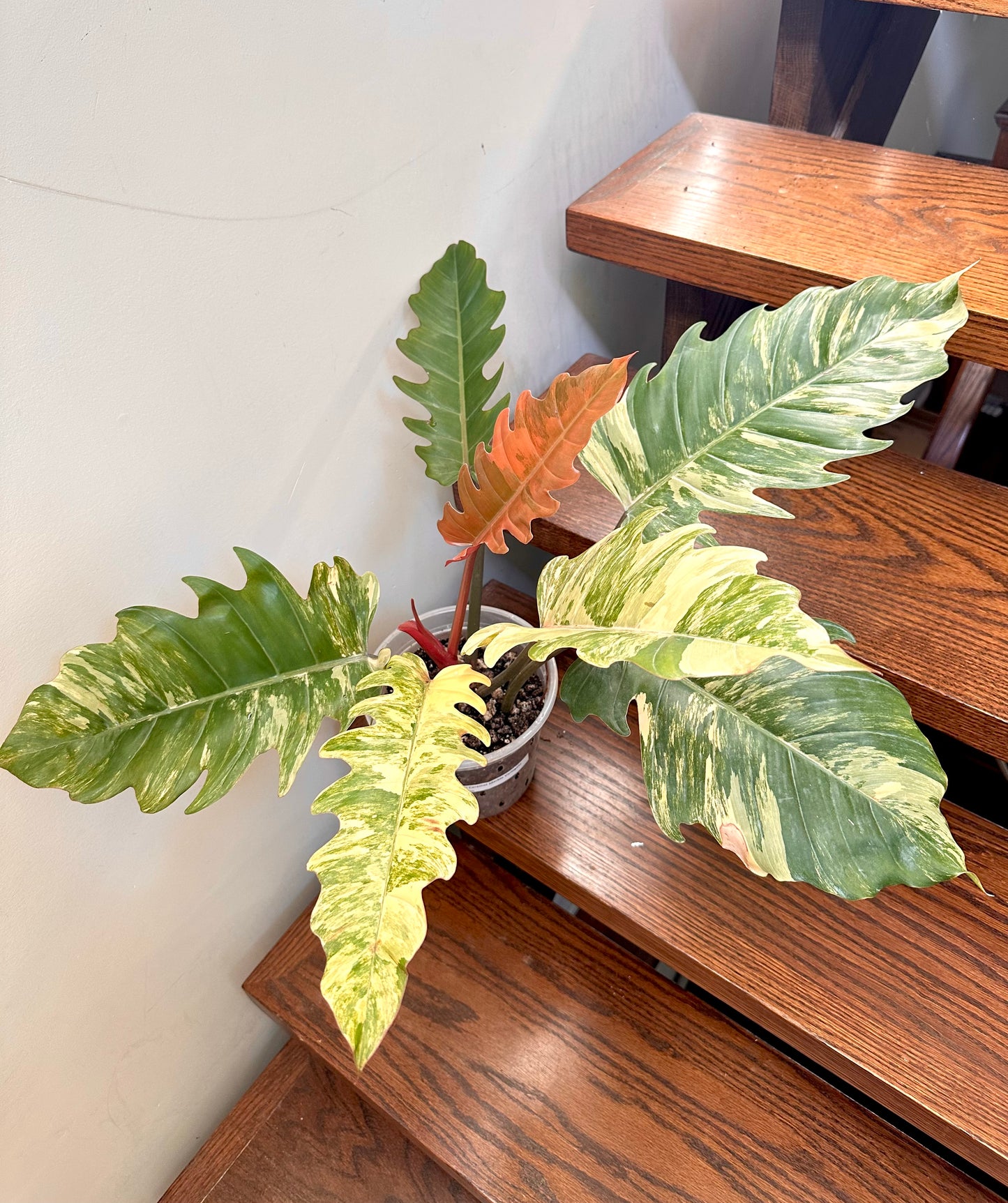 Philodendron Caramel Marble Variegated