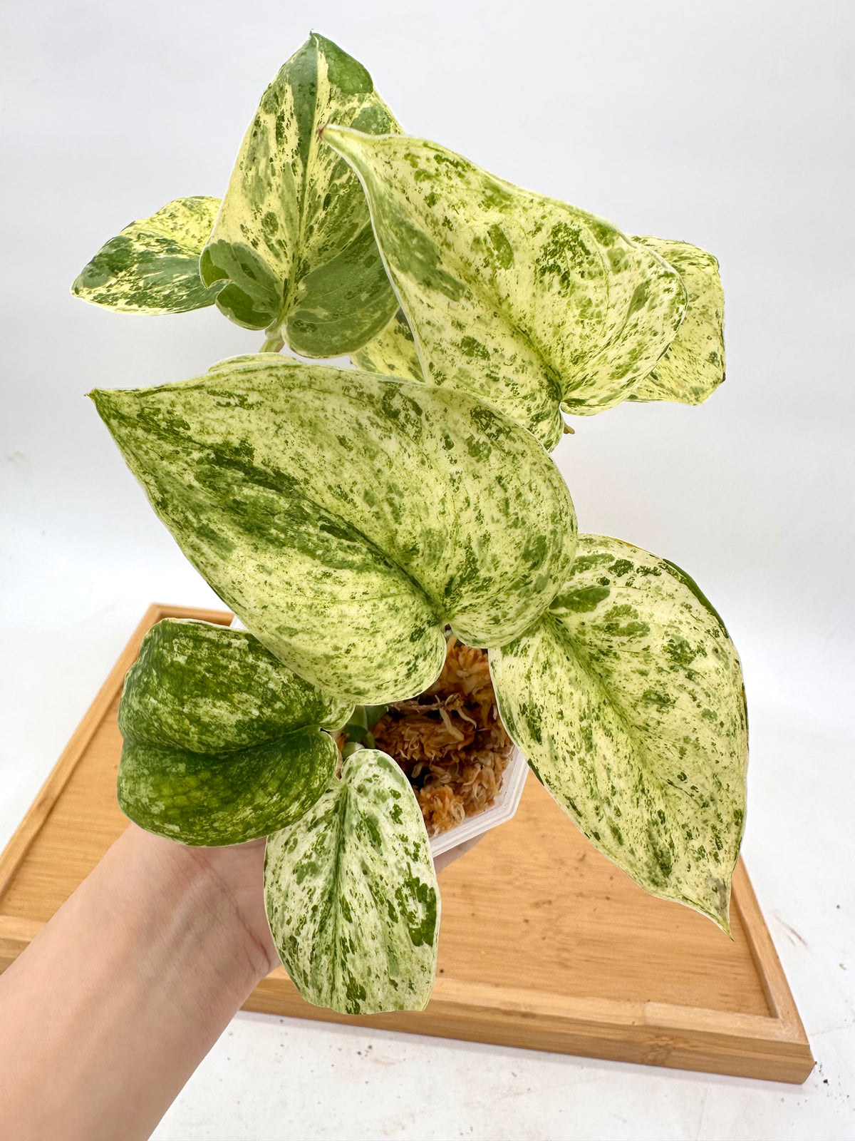 Scindapsus Peasun Variegated