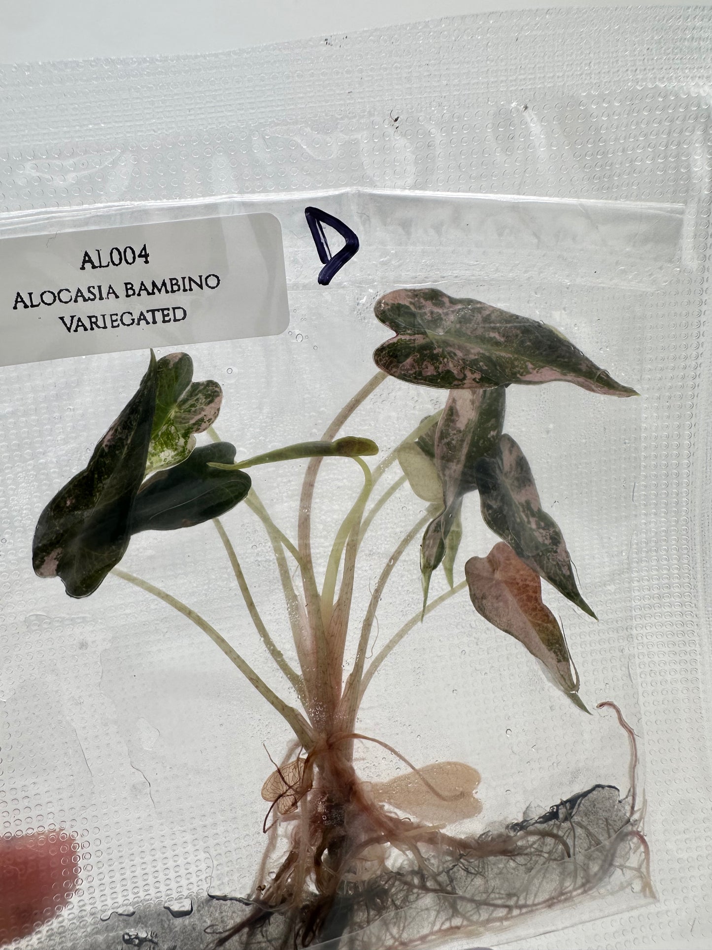 Tissue Culture - Alocasia Bambino Pink Variegated
