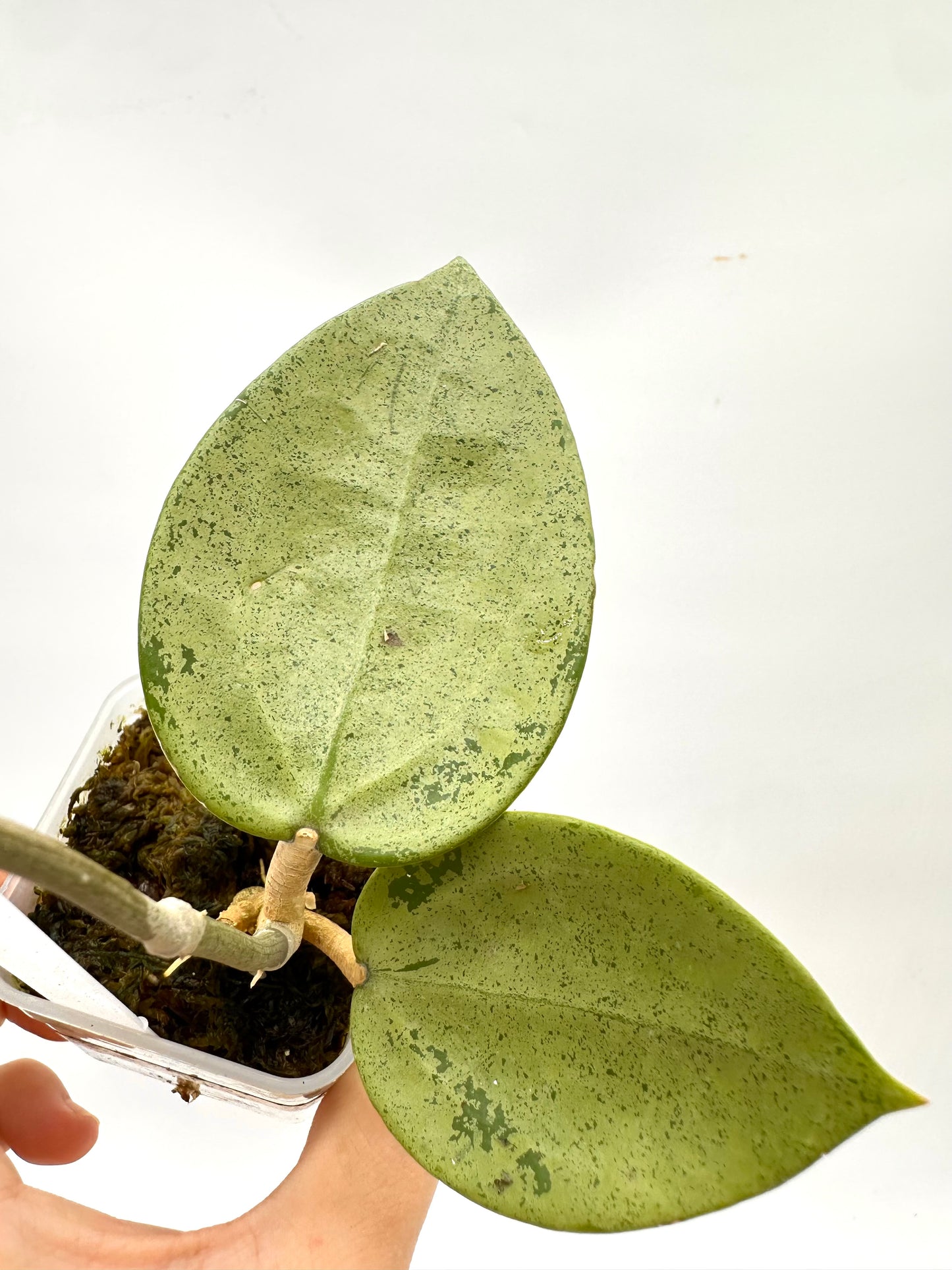Hoya Verticillata Silver Heart 021