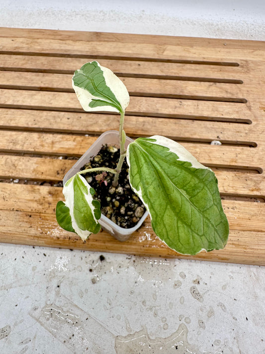 Piper Sarmentosum Variegated