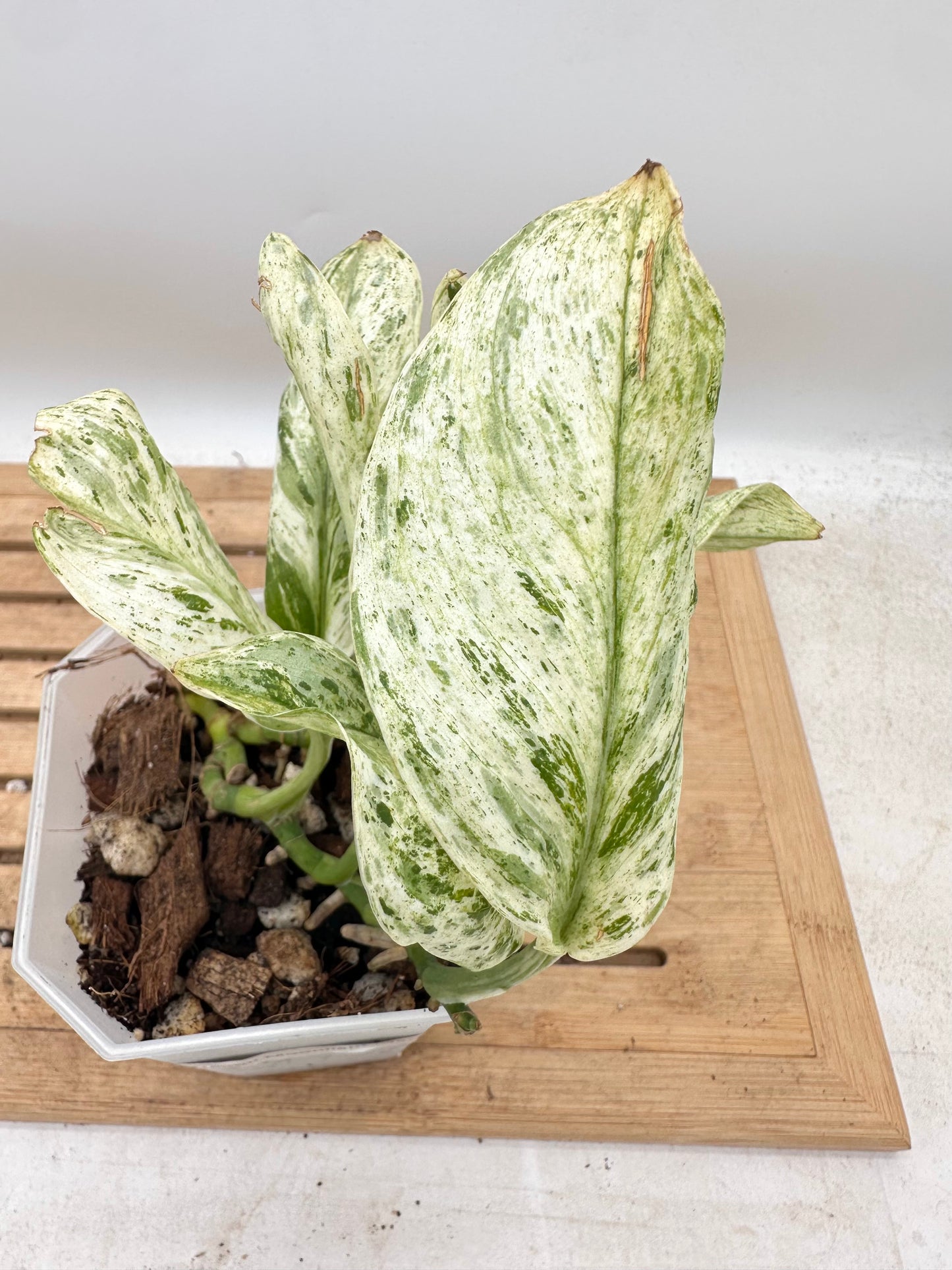 Scindapsus Treubii Marble White Variegated - Clearance Sale 💚