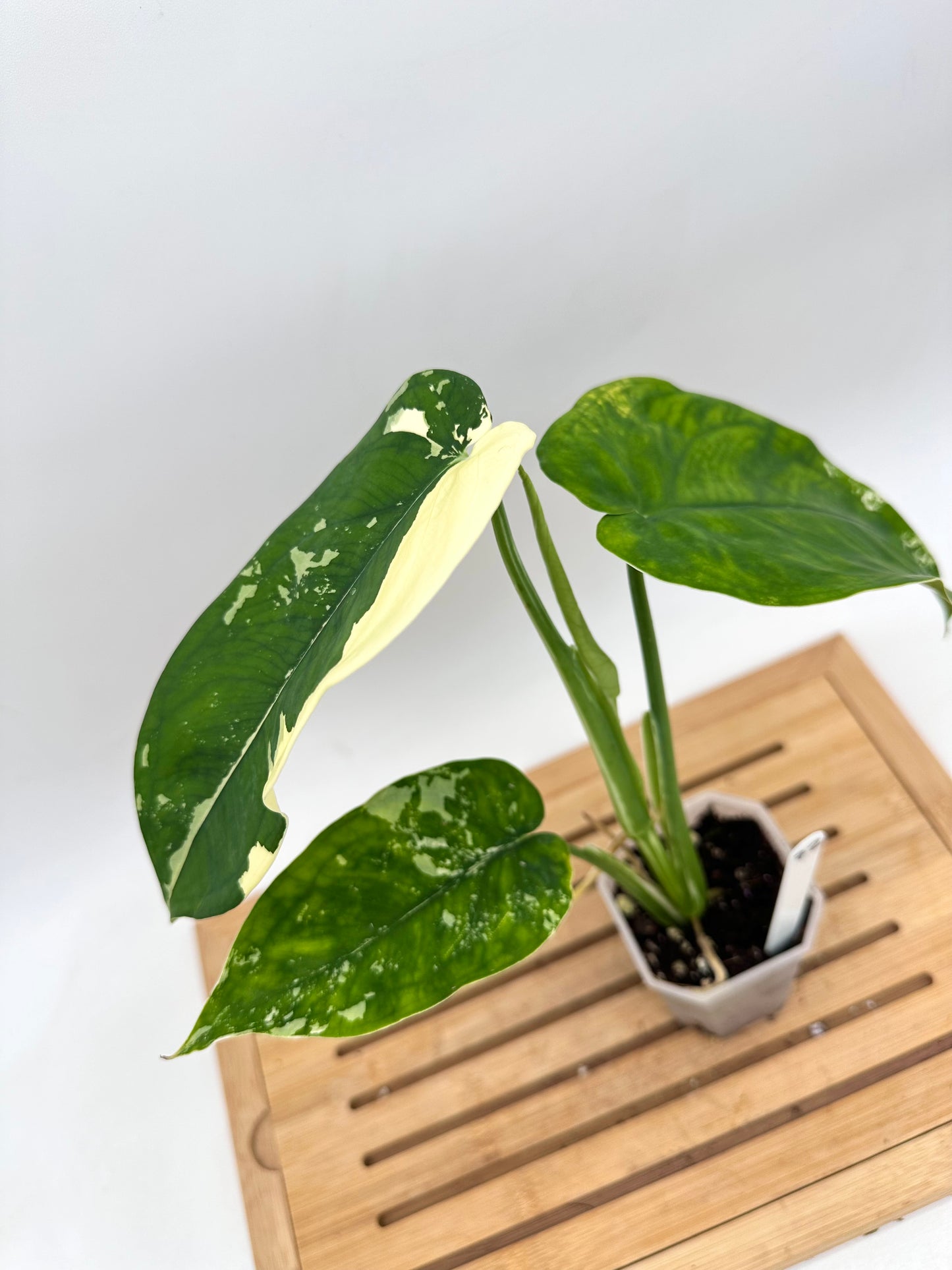 Syngonium Chiapense Albo Variegated