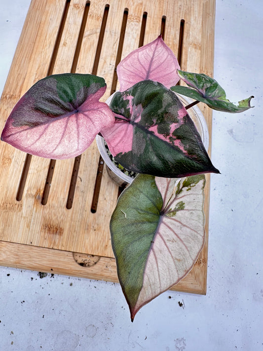 Alocasia Serendipity Pink Variegated