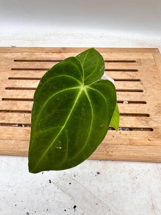 Anthurium Hoffmanii x Fort Sherman - Thanksgiving Sale 💚