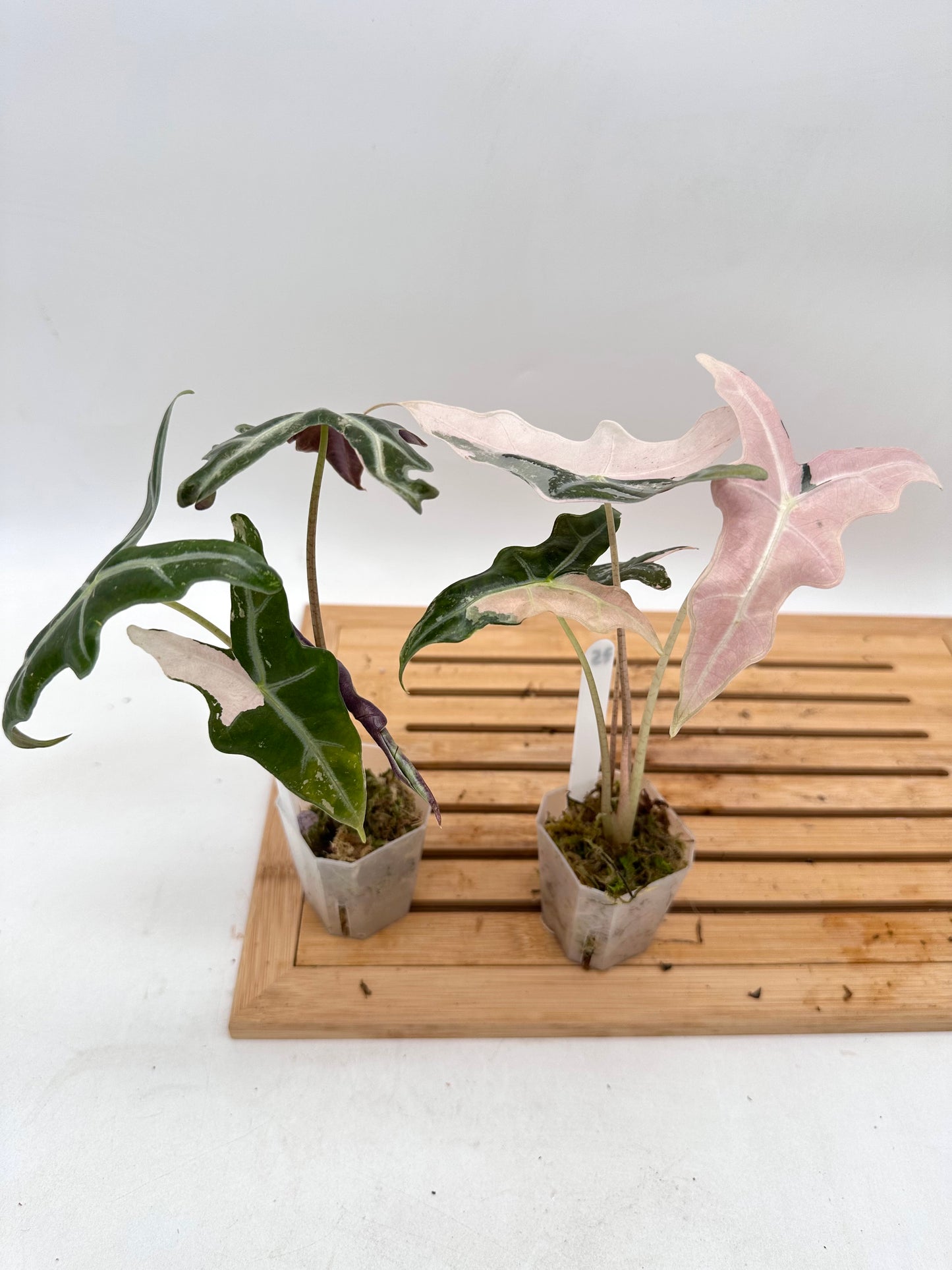 Alocasia Nobilis Pink Variegated 074 075