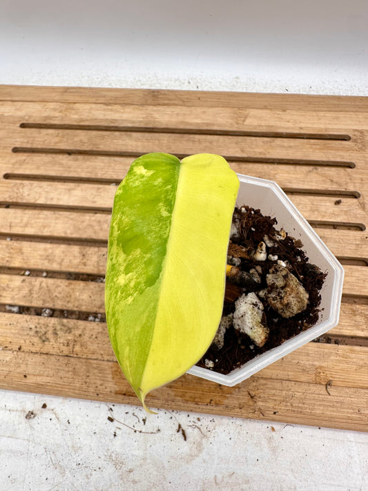 Philodendron Violin Variegated