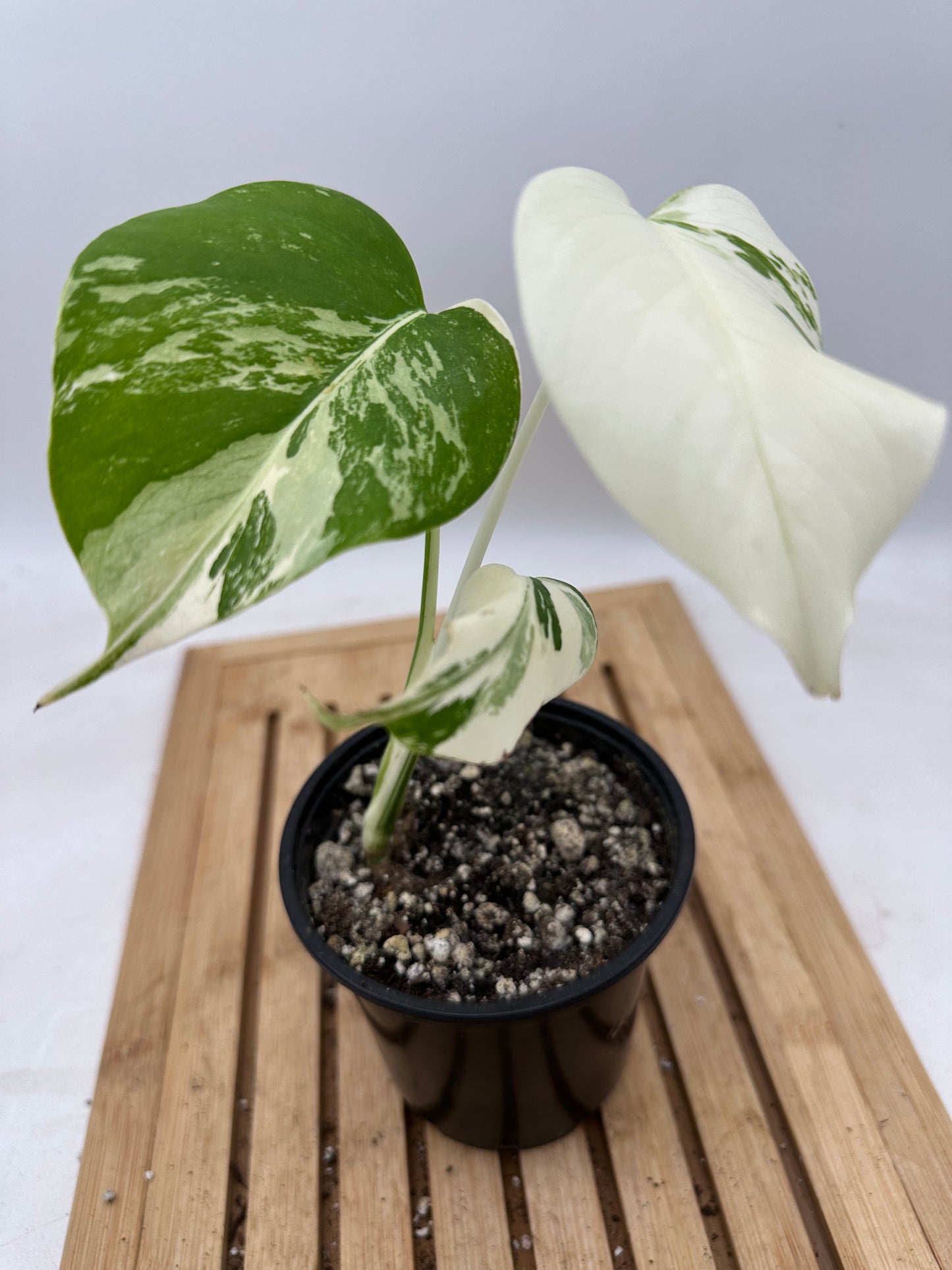 Monstera Albo